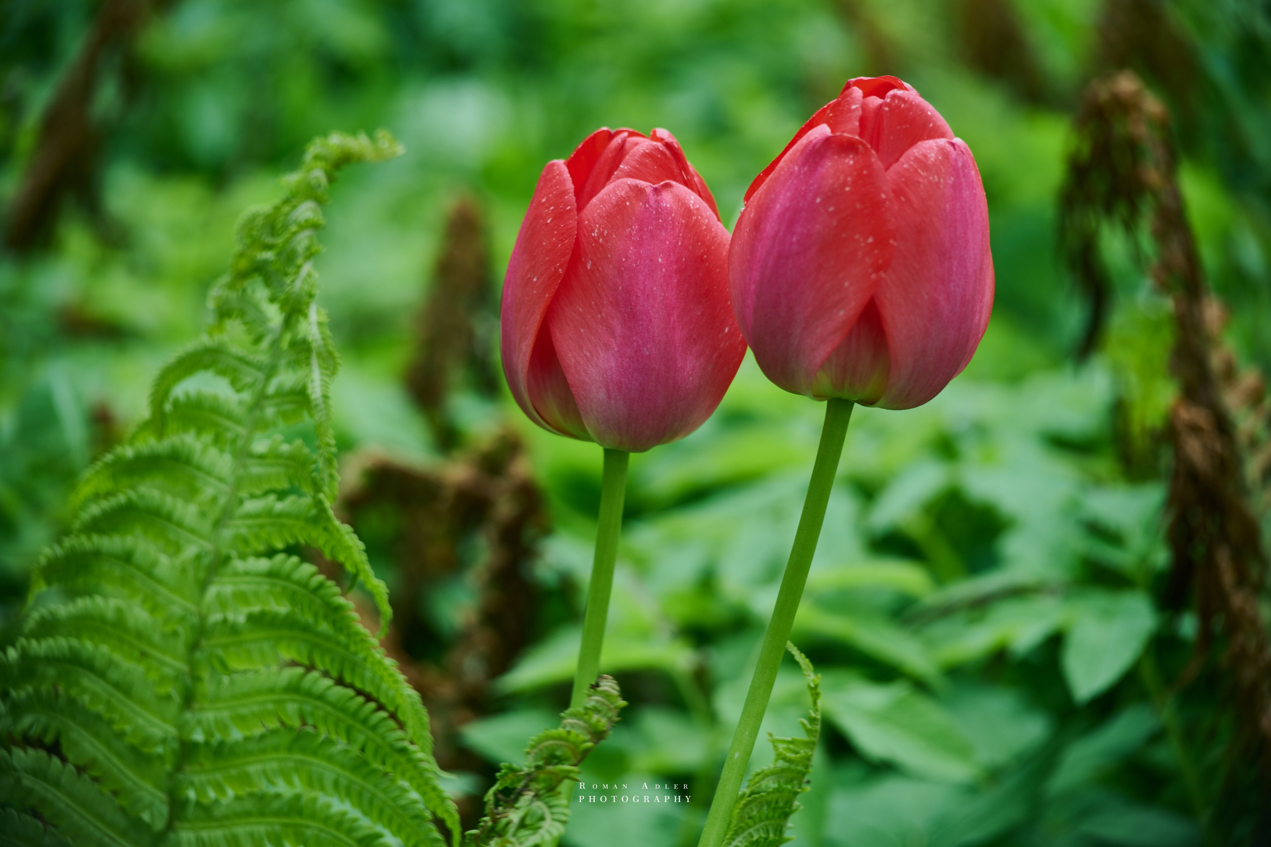 Фотографии весенних цветов. Фотограф Роман Адлер. Фотограф Роман Адлер