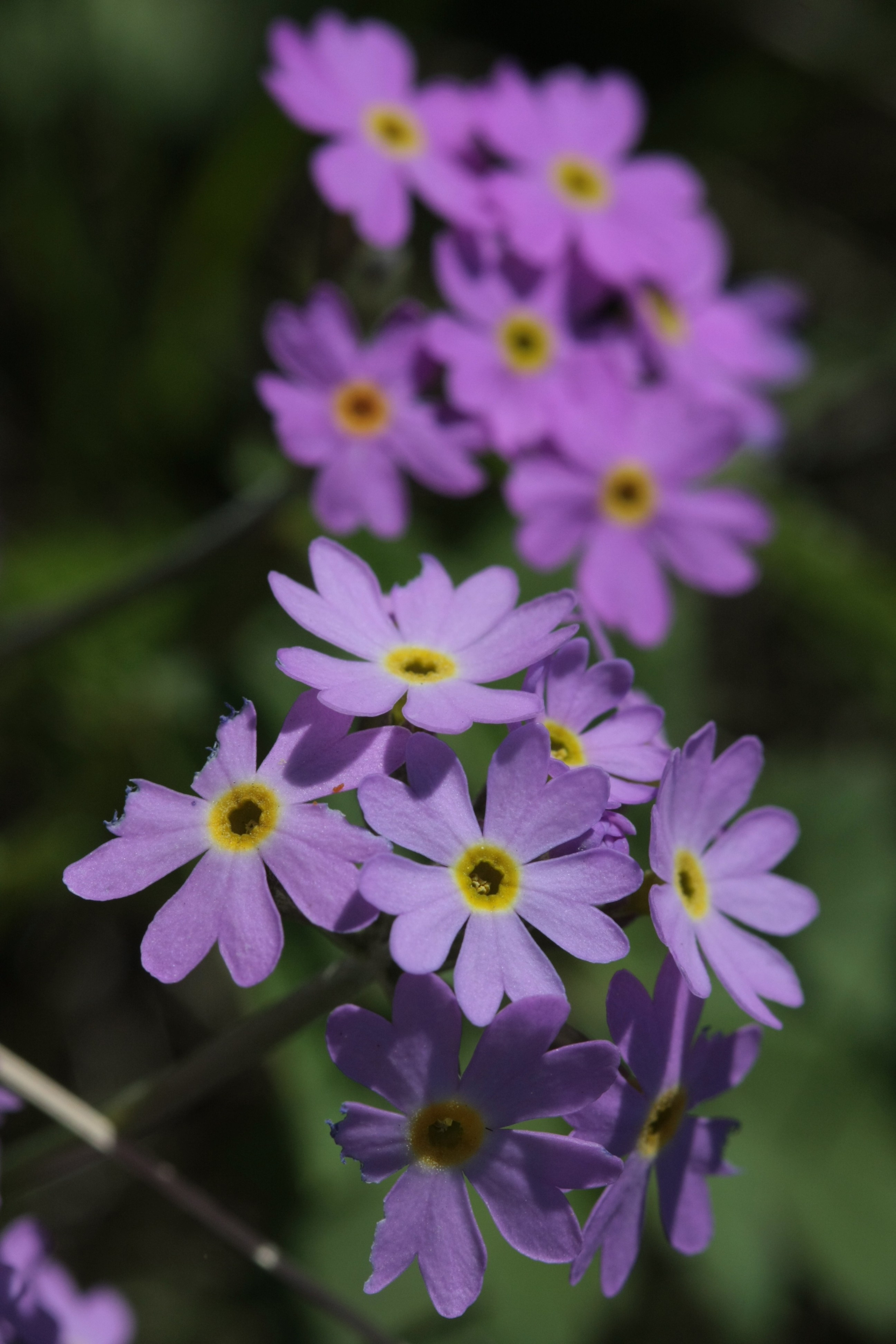 Фото Природы Забайкалья. Студия Максима Белослюдцева