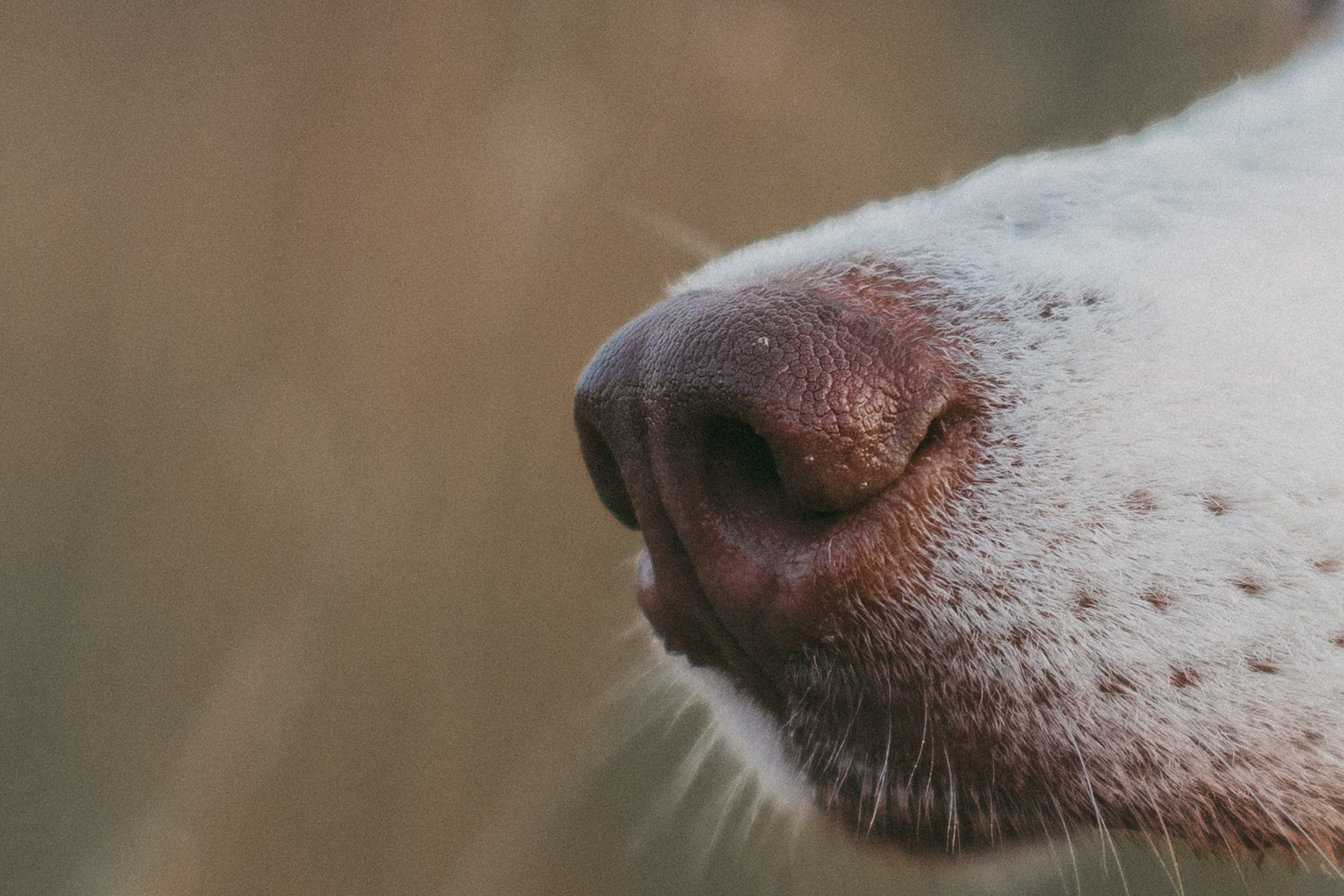 Мария и Джесси. Фотограф анималист в Москве и Санкт-Петербурге Свиридова Анна