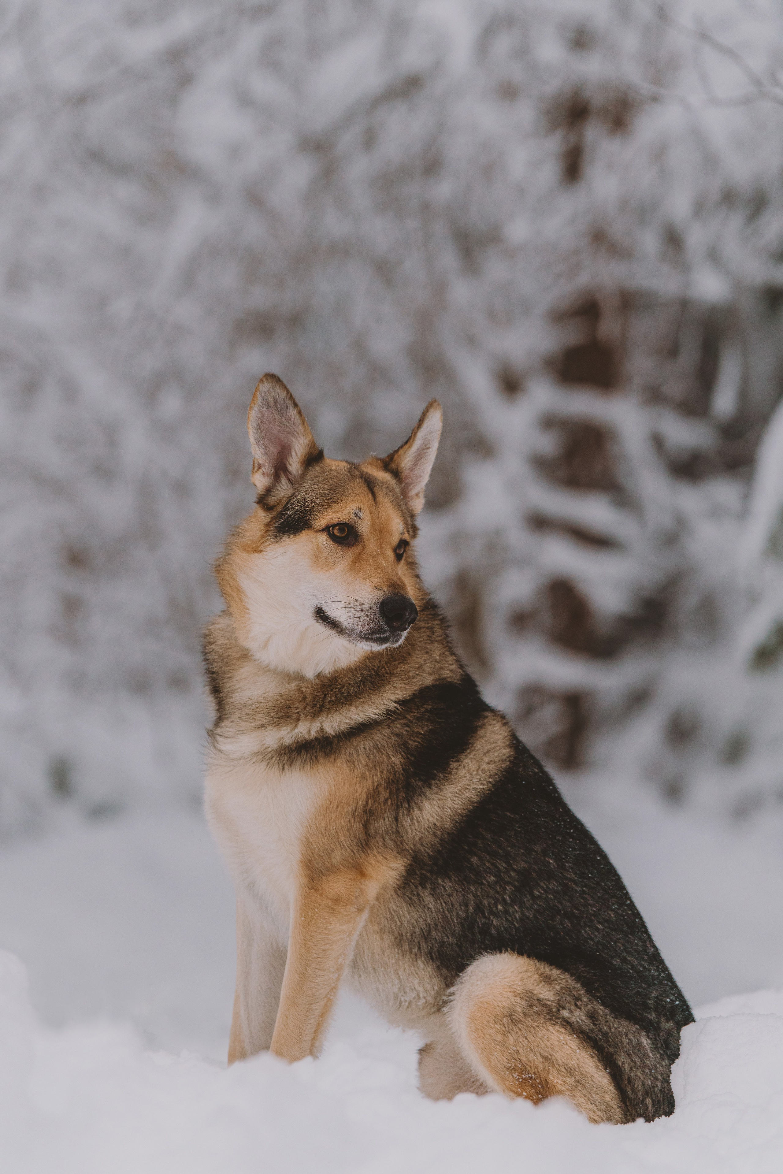 Фотосессия с питомцами на природе. Фотограф анималист в Спб недорого Олеся Майорова