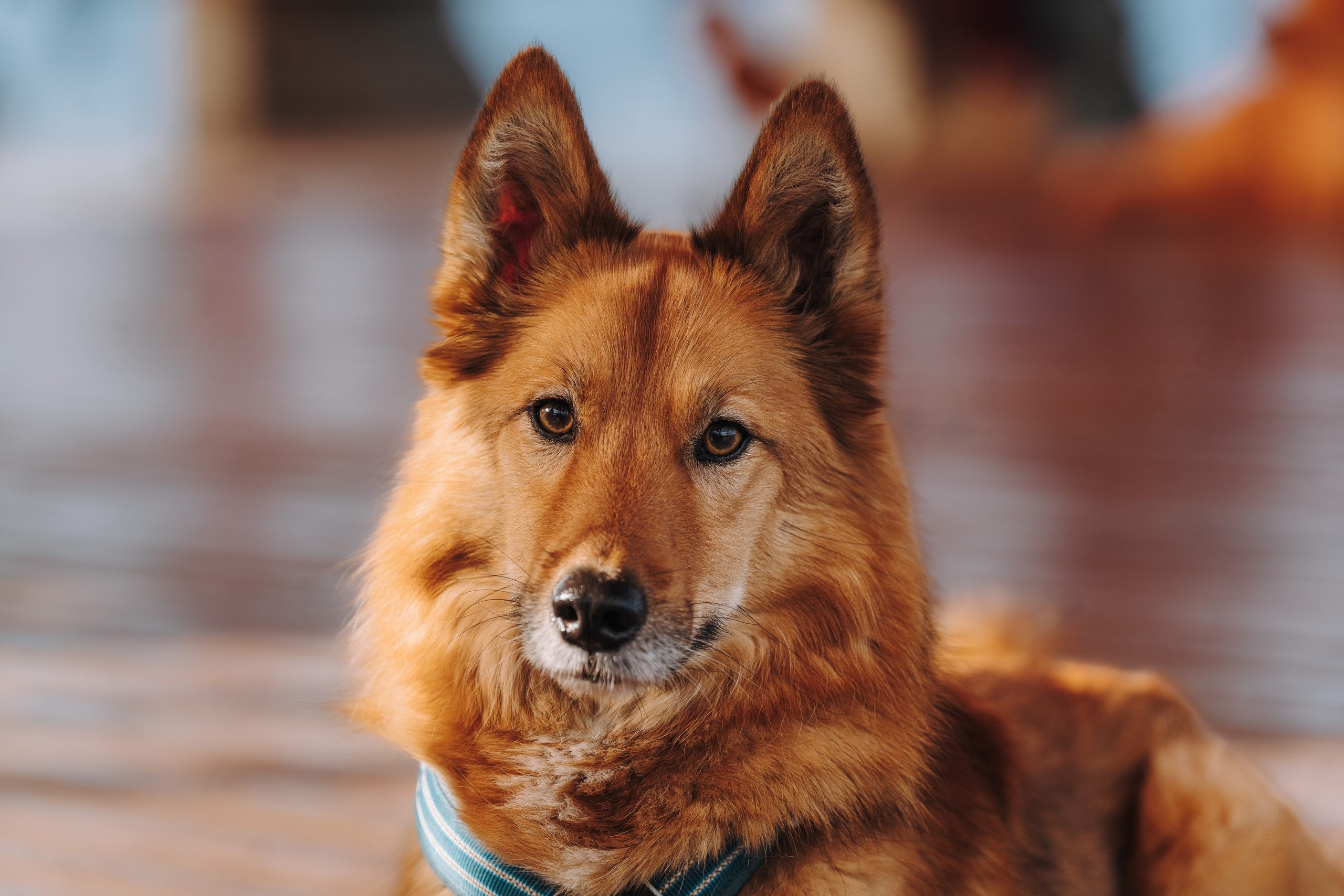 Соревнования по ноузворку в Лосево. Фотограф анималист в Спб недорого Олеся Майорова