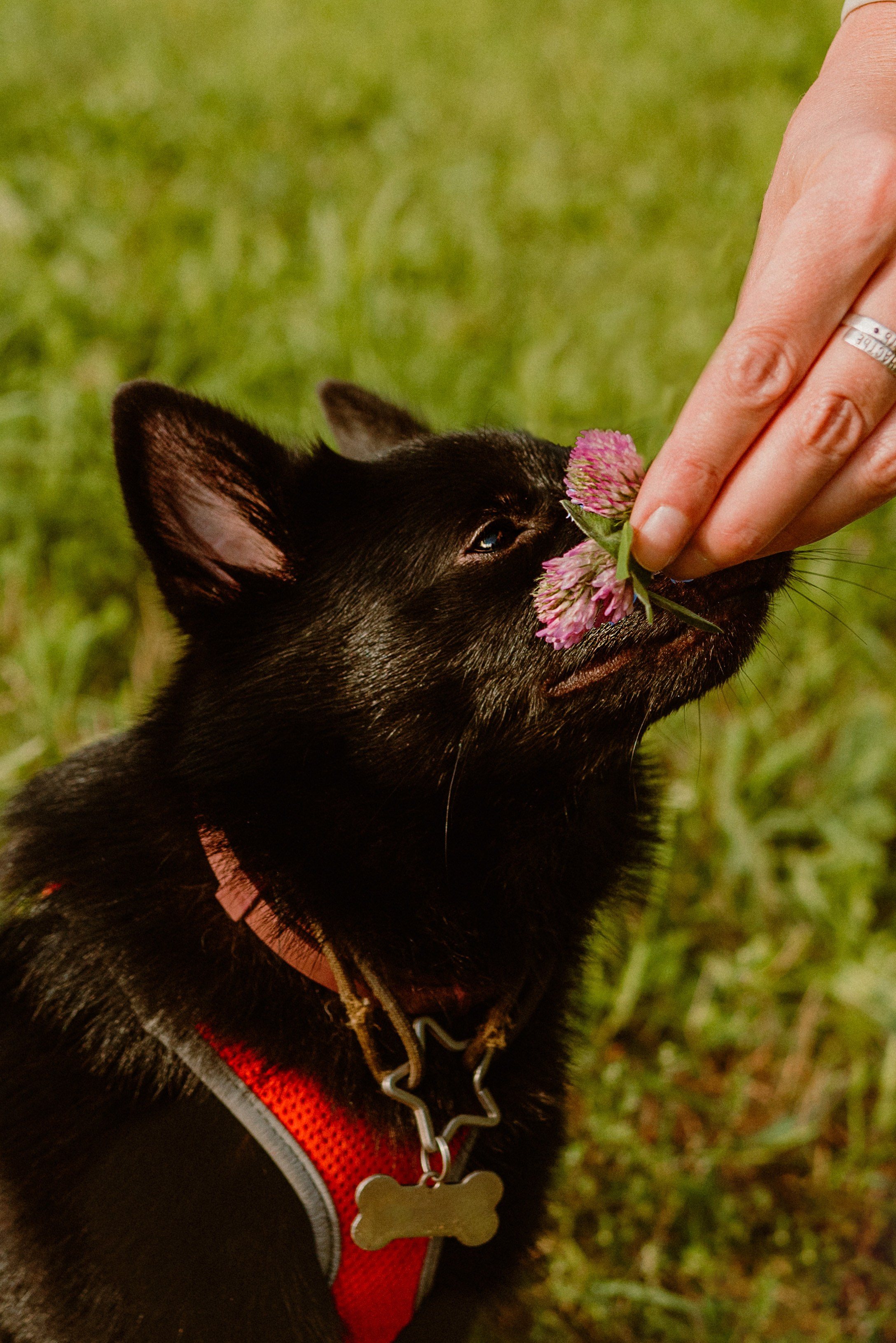 Евгения и Акула. Фотограф анималист в Спб недорого Олеся Майорова