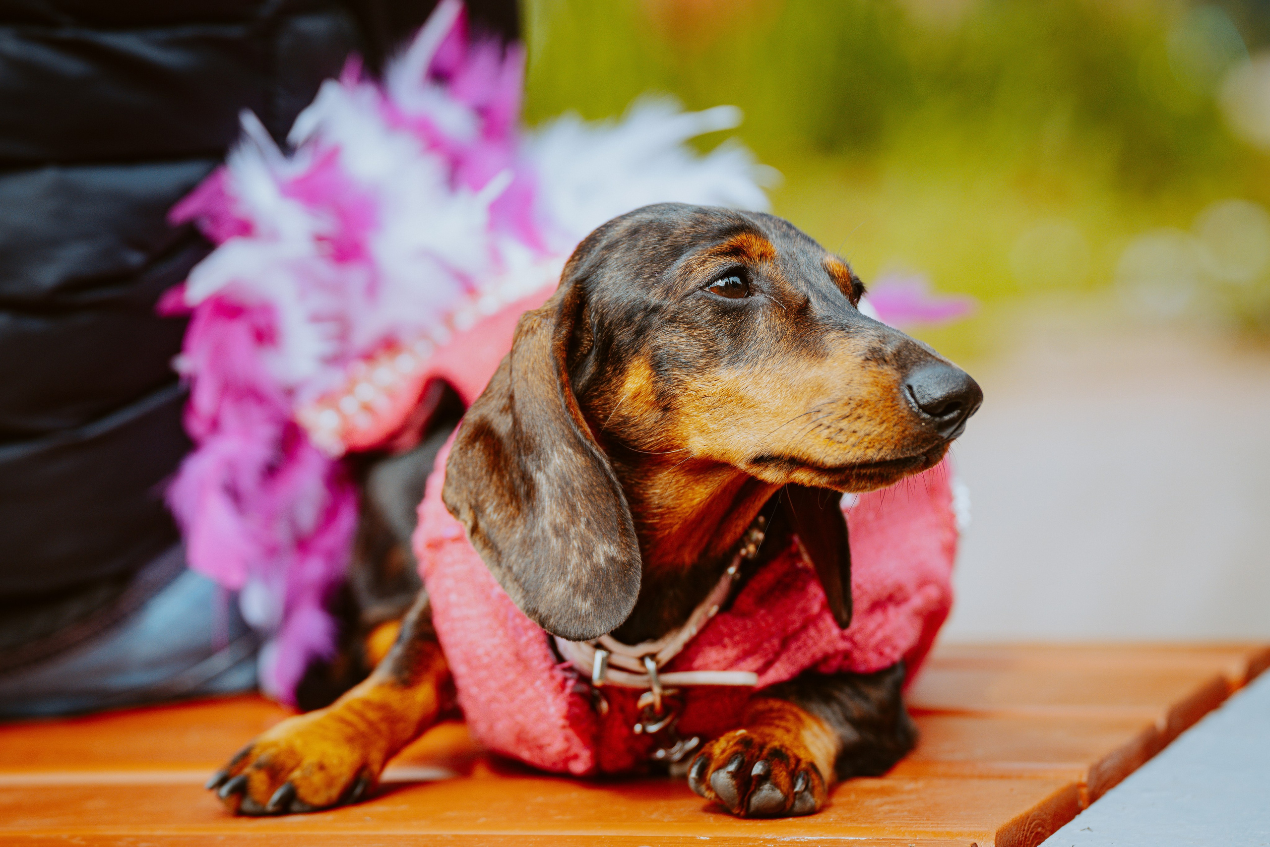 Такспарад. Фотограф анималист в Спб недорого Олеся Майорова