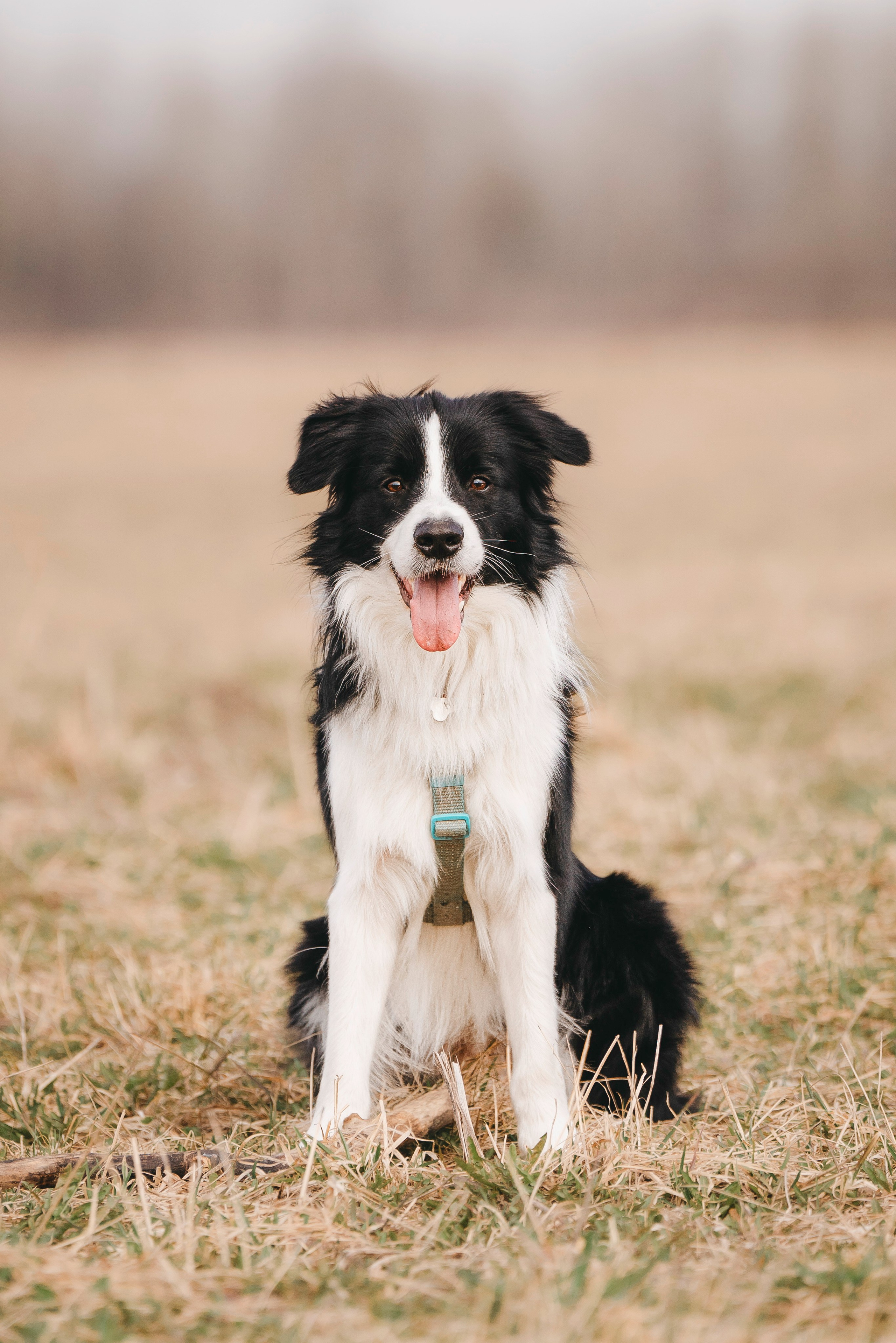 Нил и Алёна. Фотограф анималист в Спб недорого Олеся Майорова