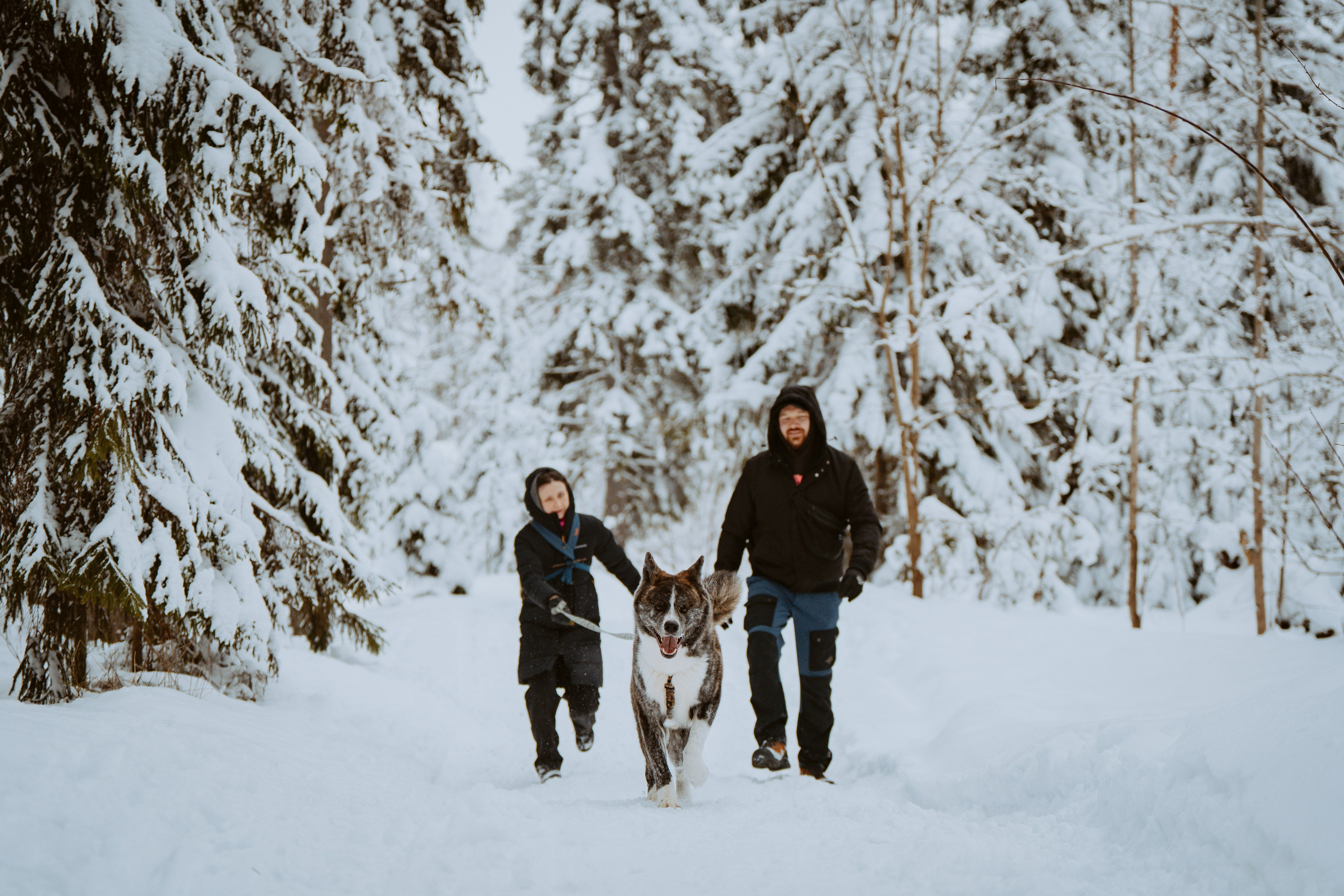 Дог трекинг. Фотограф анималист в Спб недорого Олеся Майорова