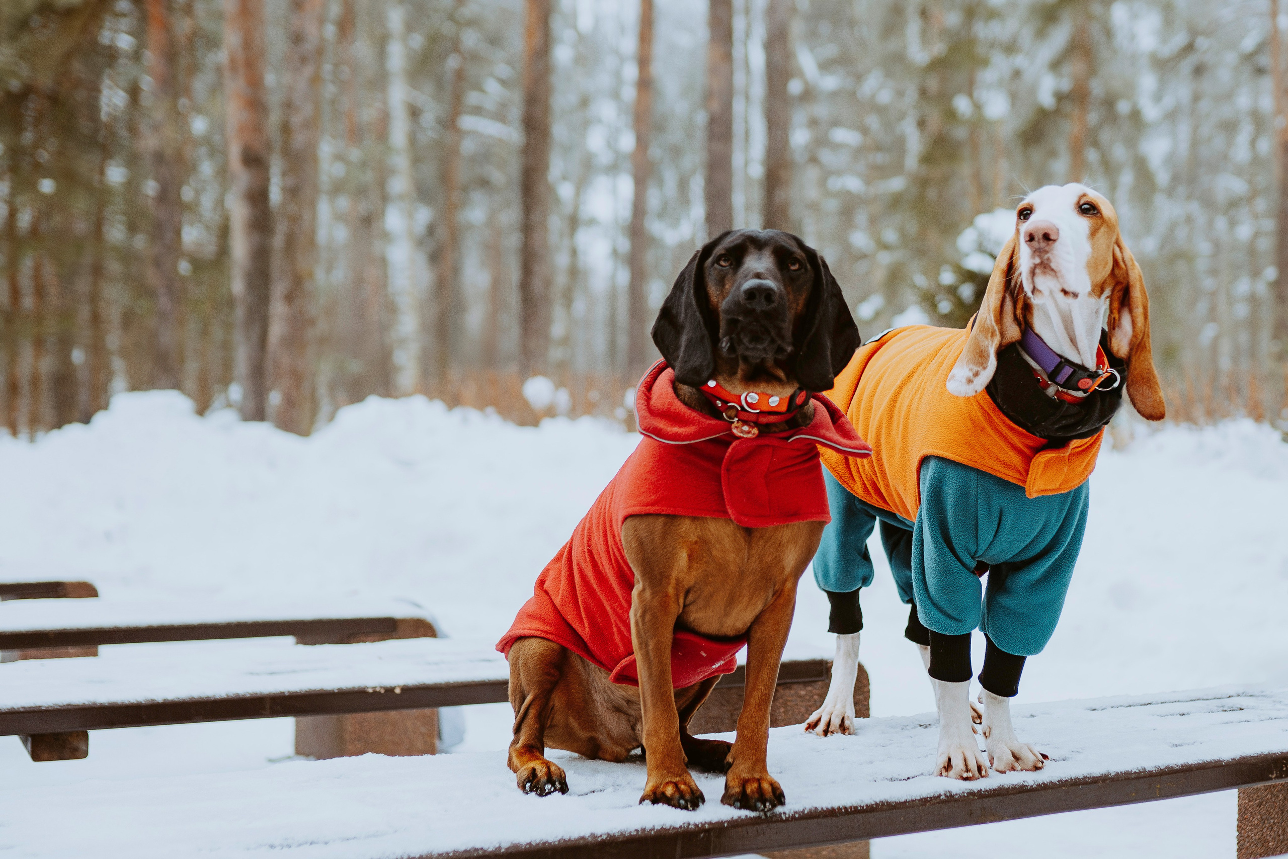 Ольга, Рора и Румпель. Фотограф анималист в Спб недорого Олеся Майорова
