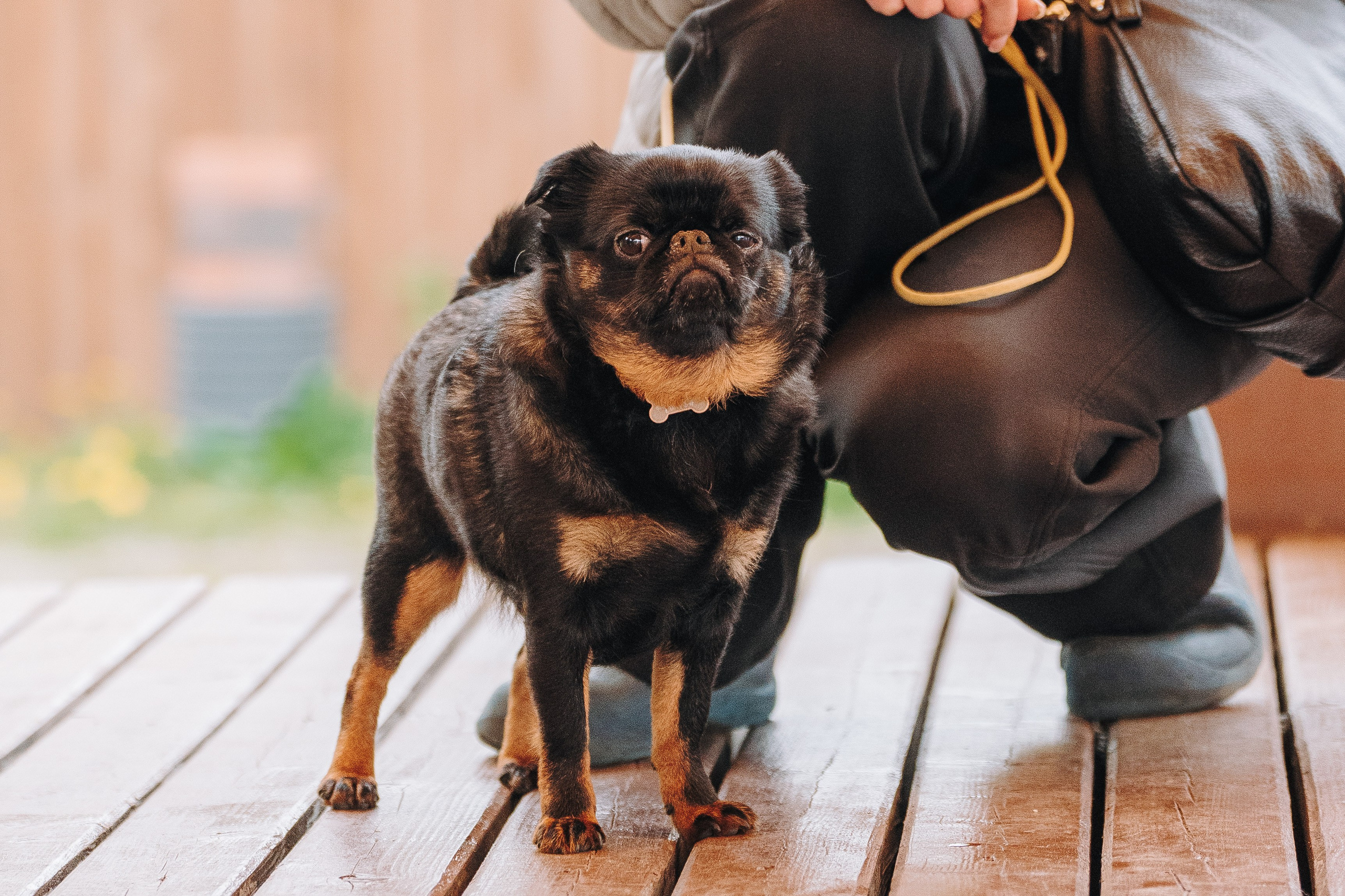 Соревнования по ноузворку в Лосево. Фотограф анималист в Спб недорого Олеся Майорова