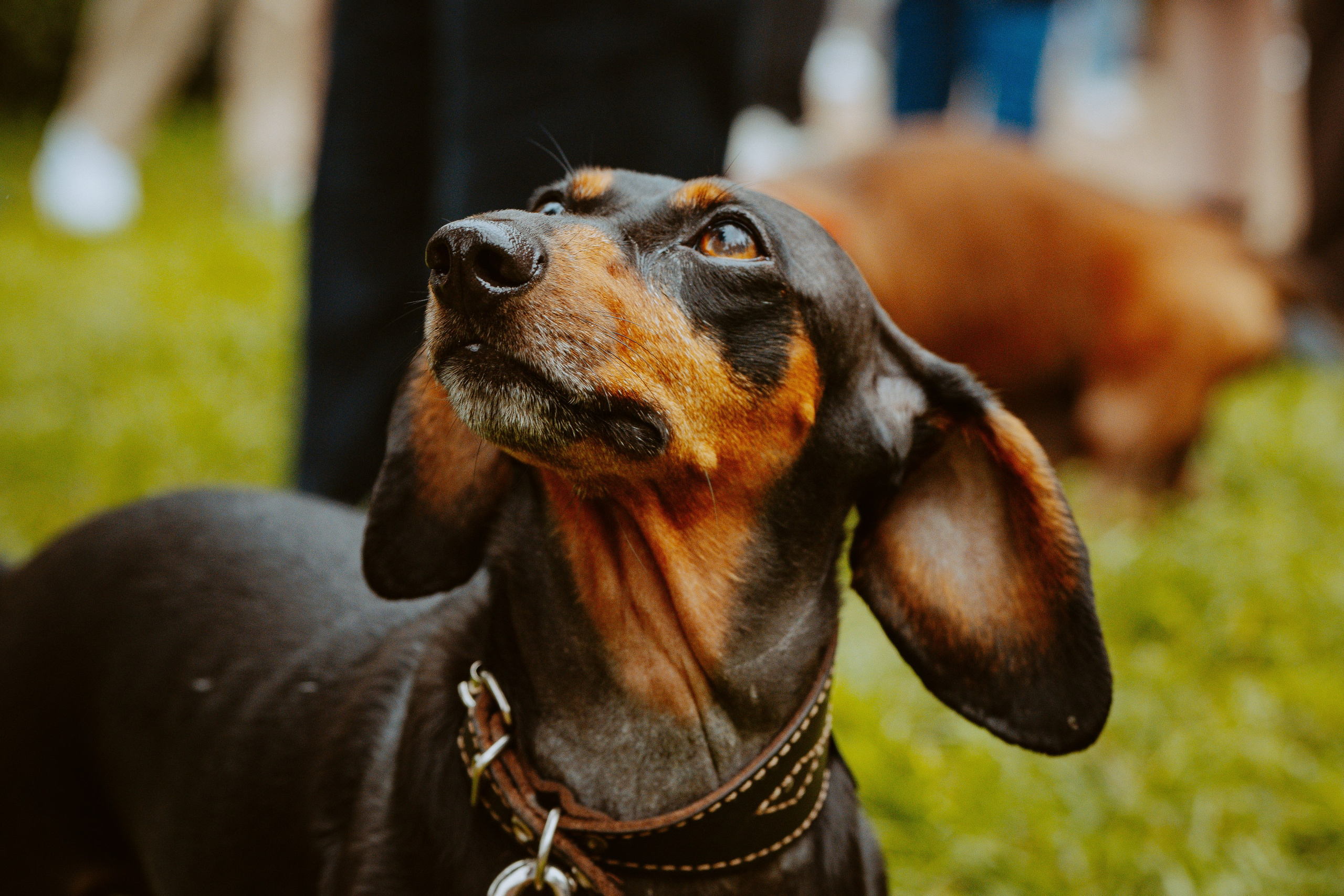 Такспарад. Фотограф анималист в Спб недорого Олеся Майорова