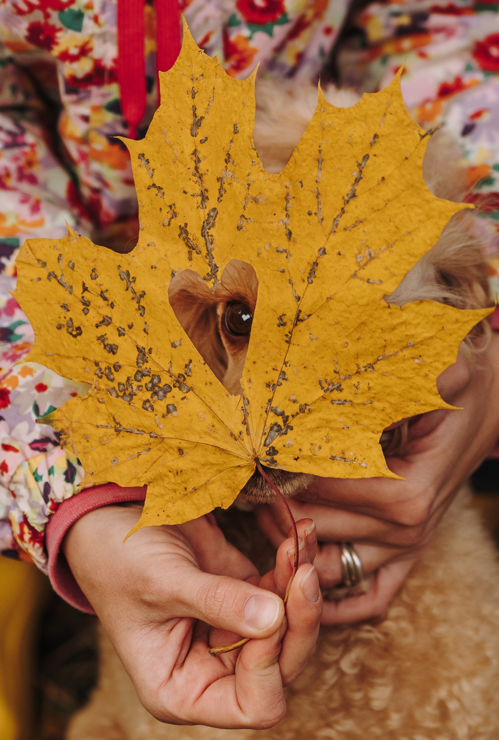 Фотосессия с собакой на пляже. Фотограф анималист в Спб недорого Олеся Майорова