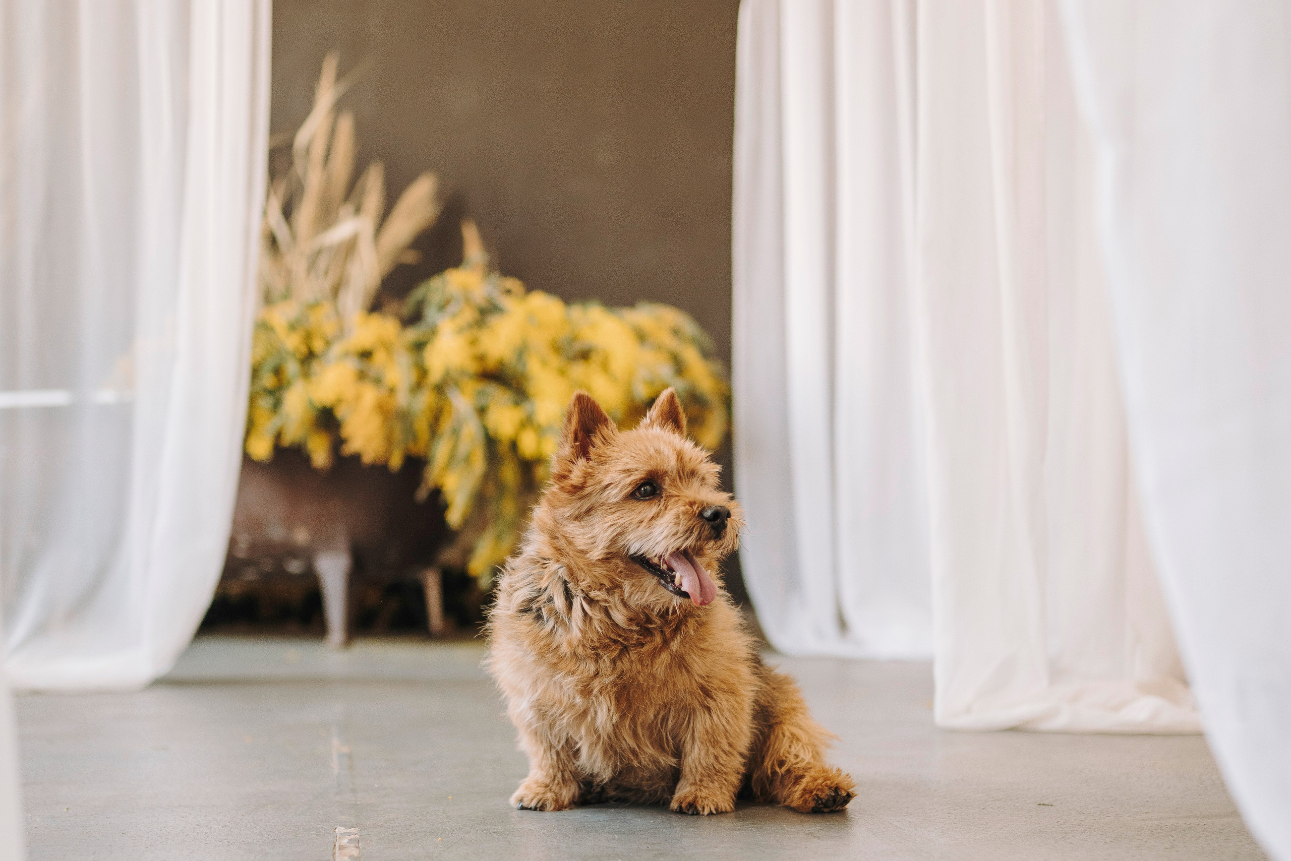 Маша и Рамси. Фотограф анималист в Спб недорого Олеся Майорова