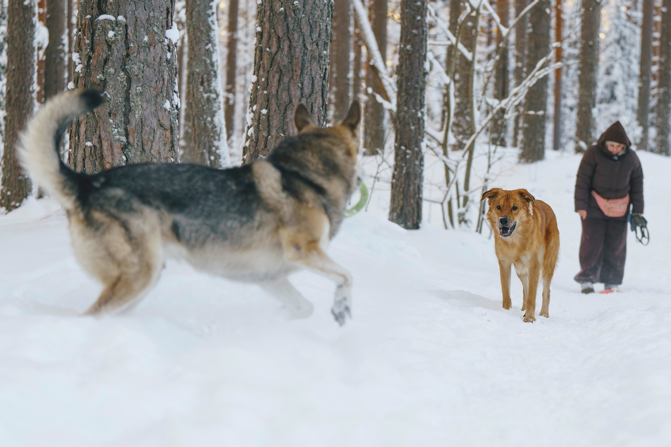 Рэй, Кузя, Ольга и Александр. Фотограф анималист в Спб недорого Олеся Майорова