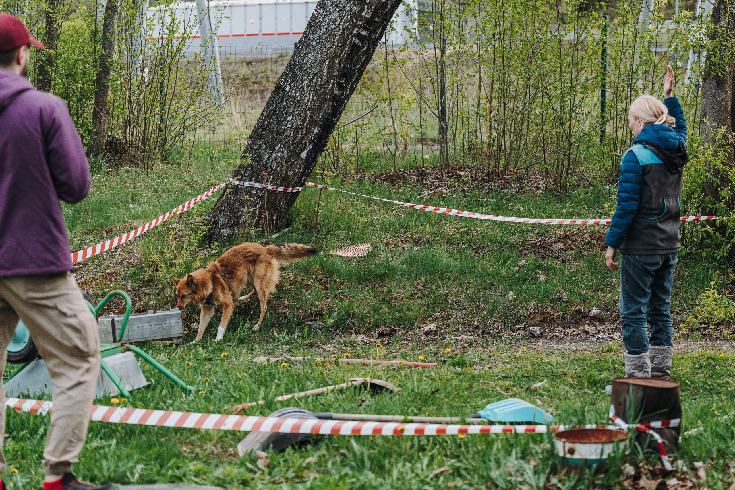 Соревнования по ноузворку в Лосево. Фотограф анималист в Спб недорого Олеся Майорова