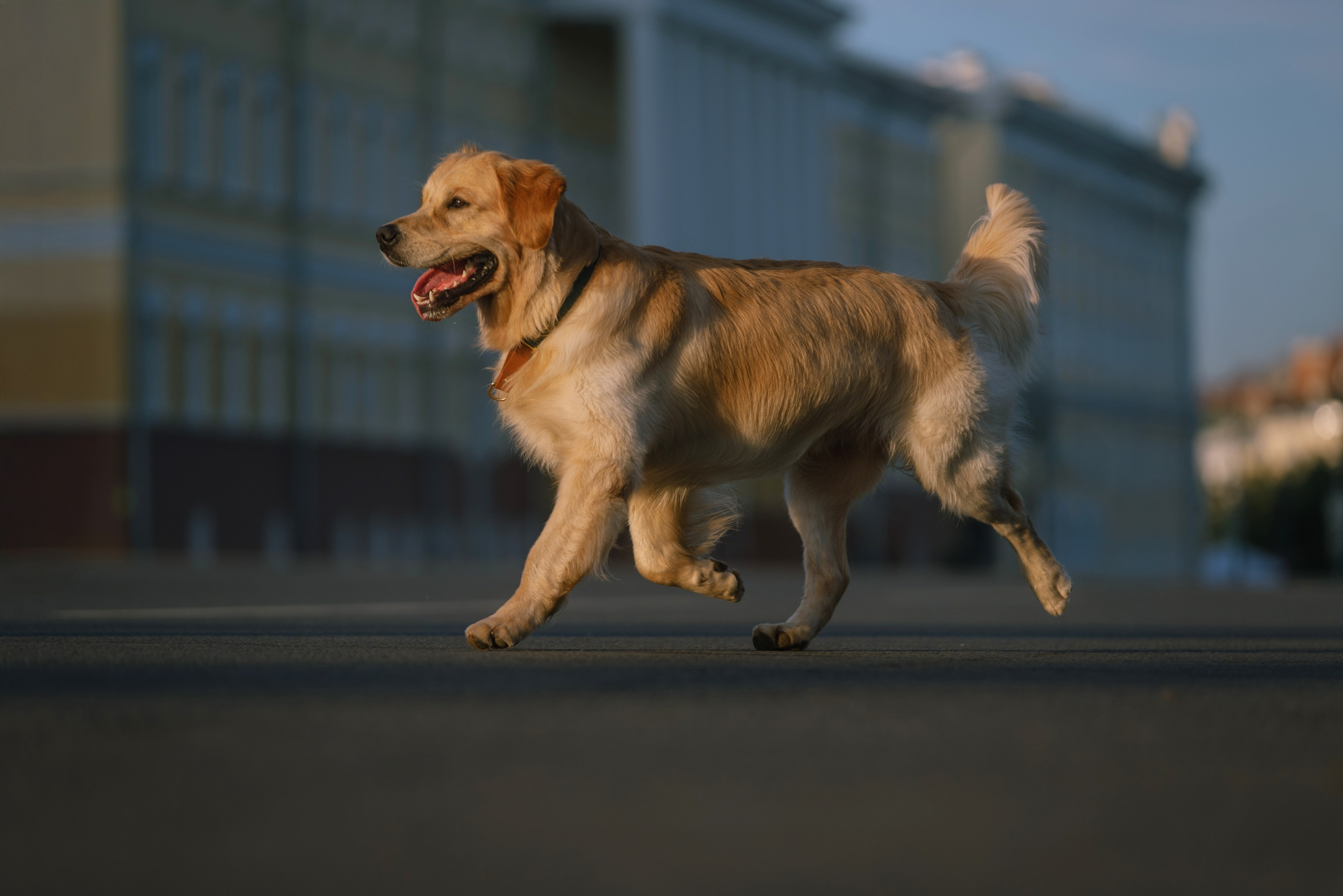 Светлана и Чарли в Нижнем Новгороде. Фотограф Анна Тюрина