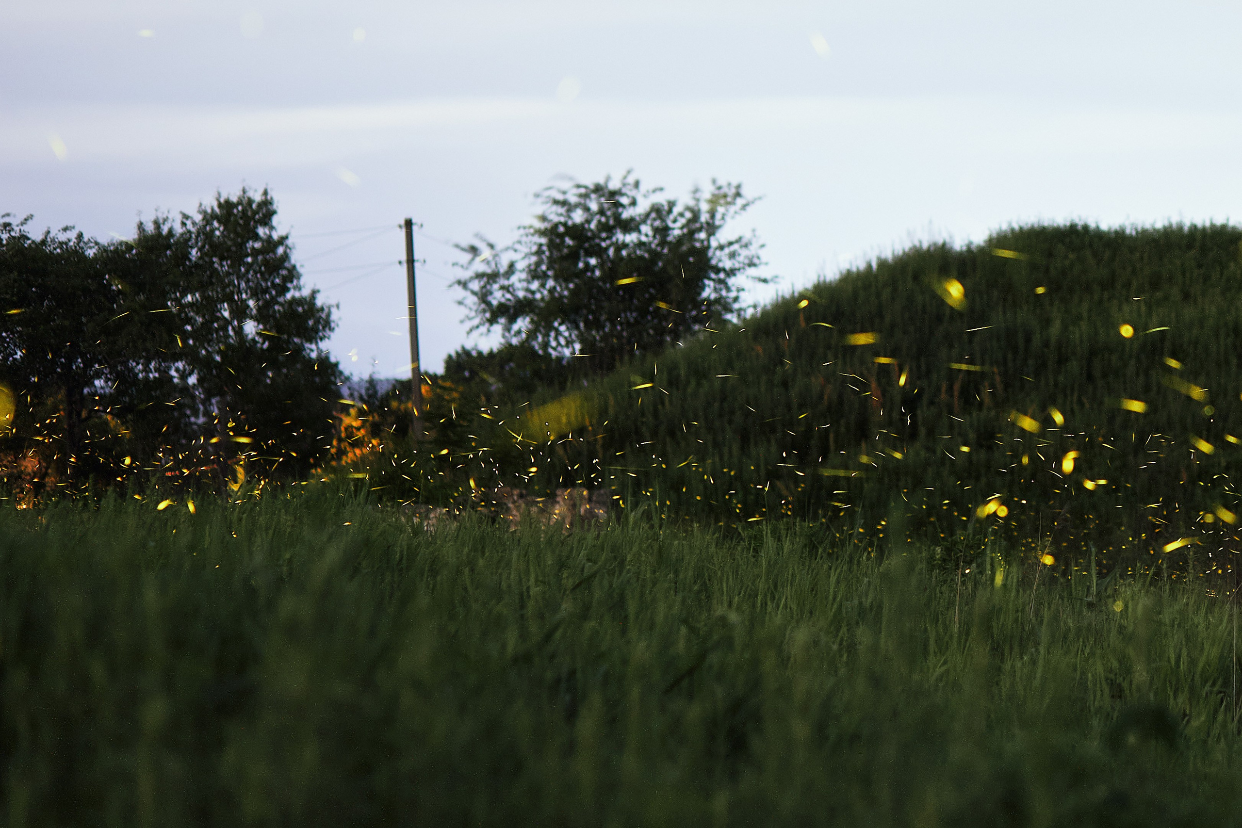 Светлячки в России - подборка фото в высоком разрешении