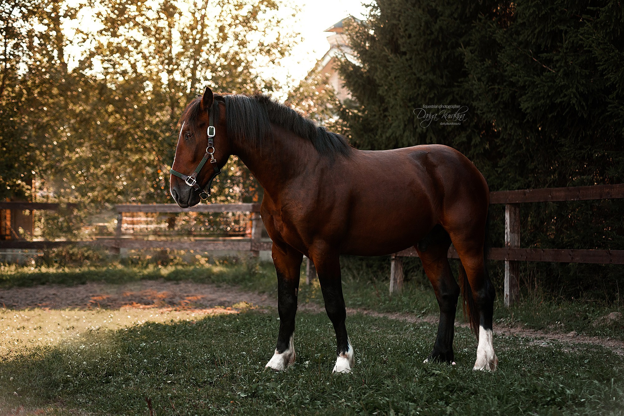 Волконский. Конный фотограф Куракина Дарья • Фотосессии с лошадьми