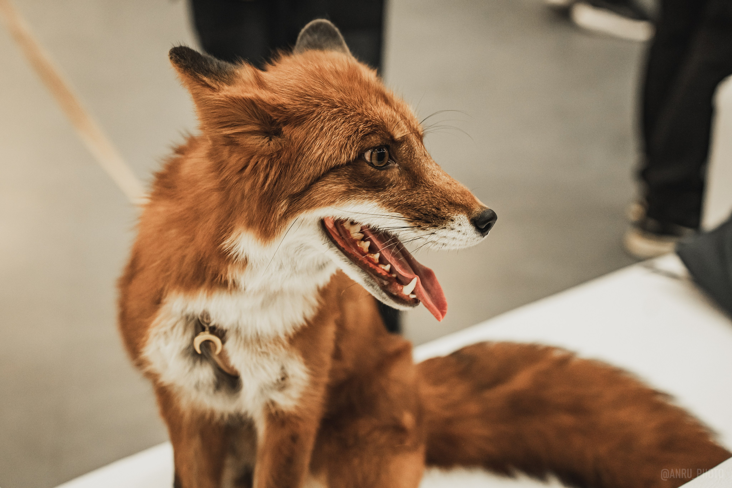 Fox Family fest. Репортажный фотограф Анастасия Рубцова