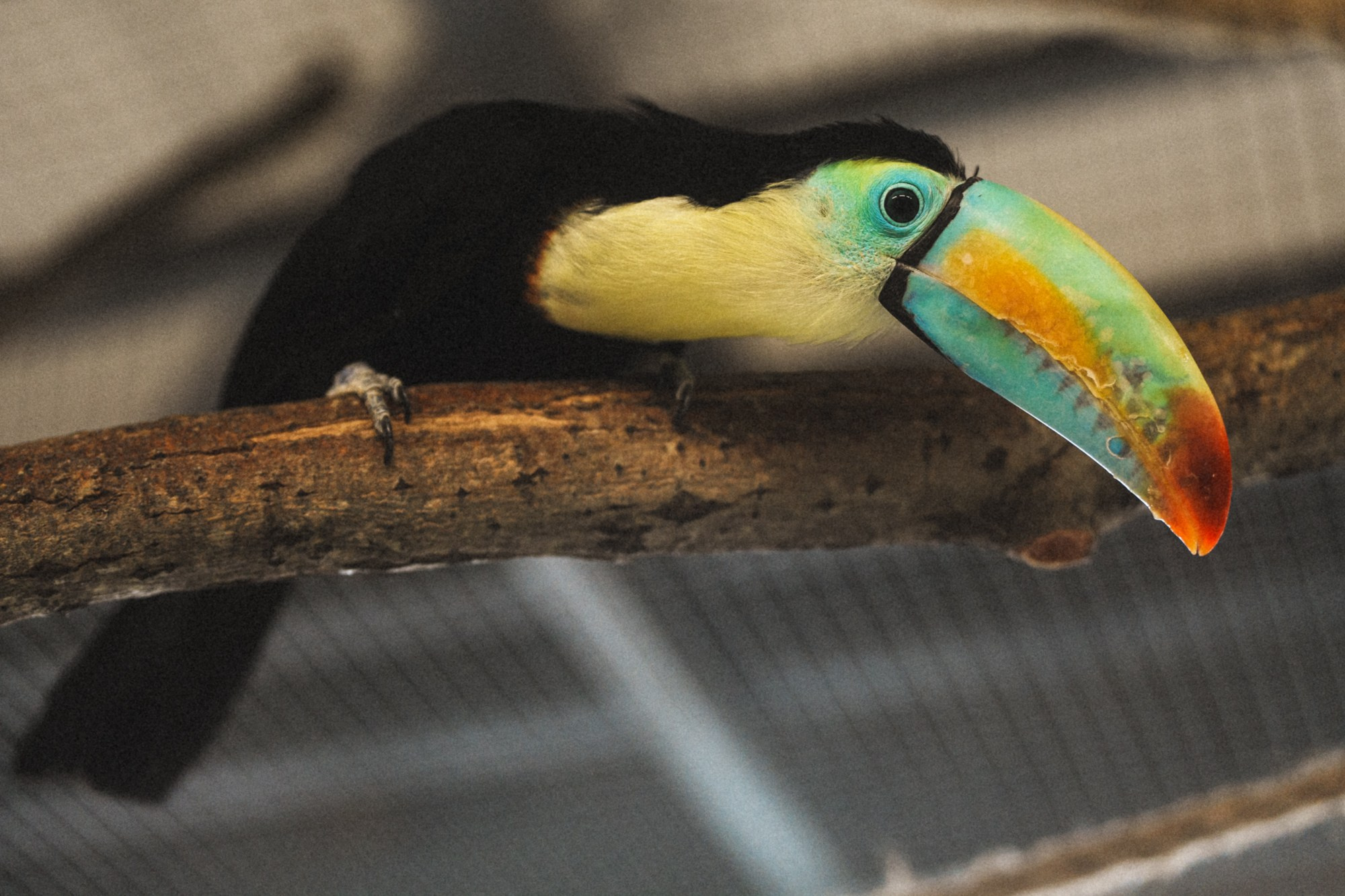 Карельский зоопарк. Zekons. Фото, видео, нейросети