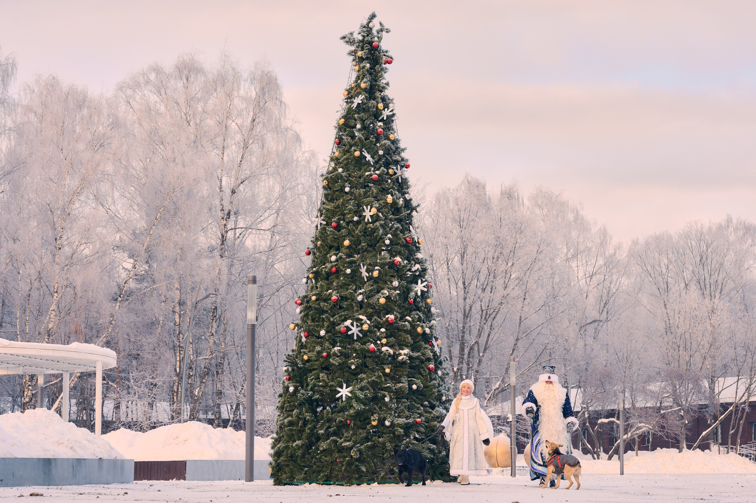 Промо приюта для собак. Никита Хохловский фото и видео продакшн