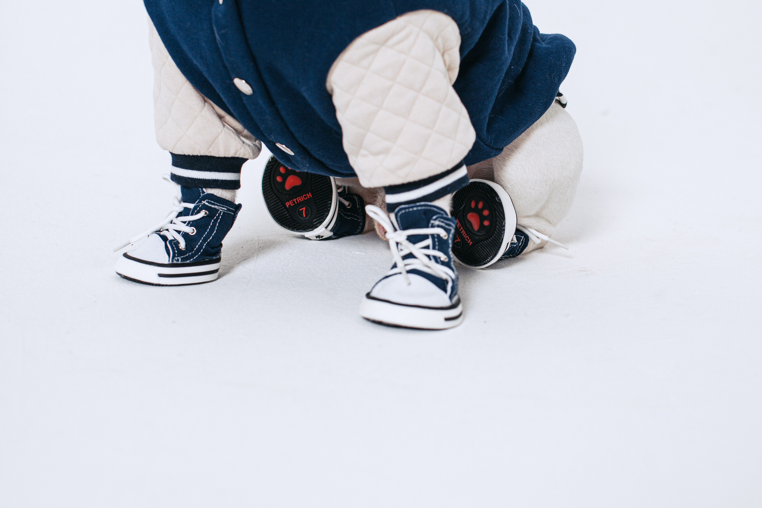 Пижамная вечеринка французских бульдогов и их хозяев. Фотограф-анималист Татьяна Степанова