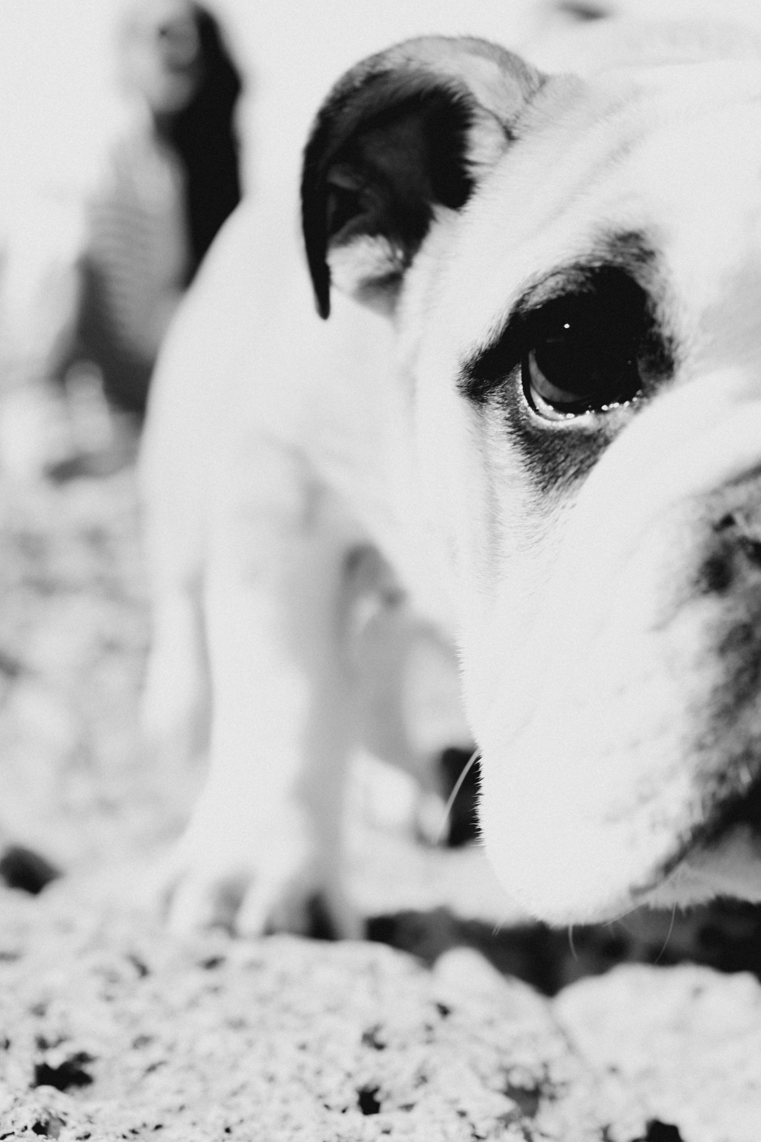 Новый член семьи. Withlovent | Фотограф в Севастополе