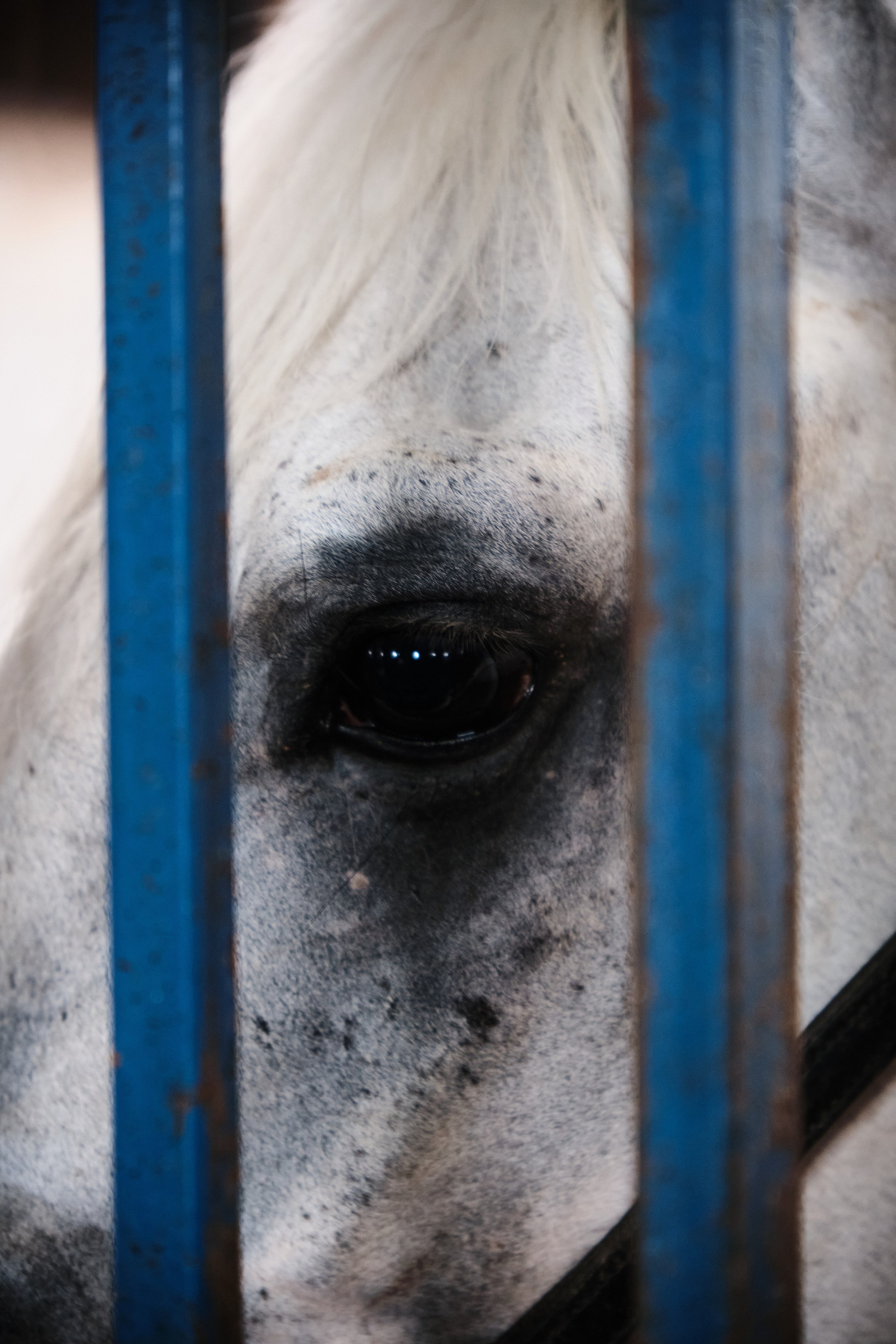 Ипподром. Goncharov Tim