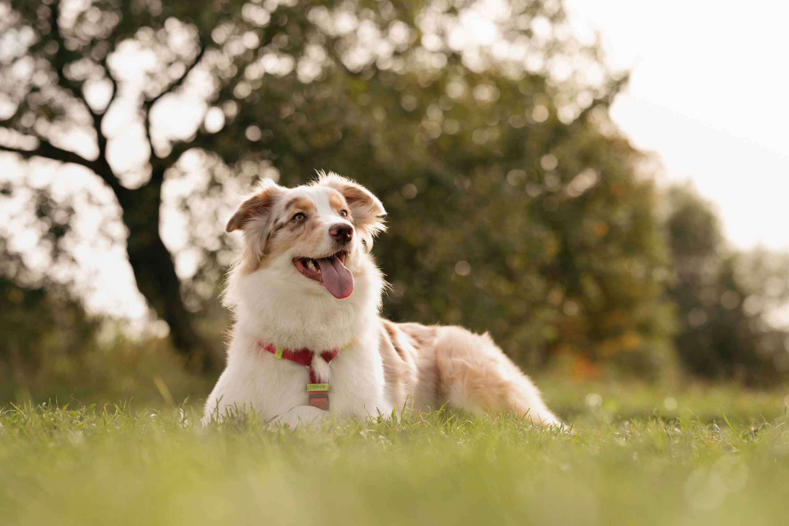 Дженни. Фотограф- анималист Александра Матвеева
