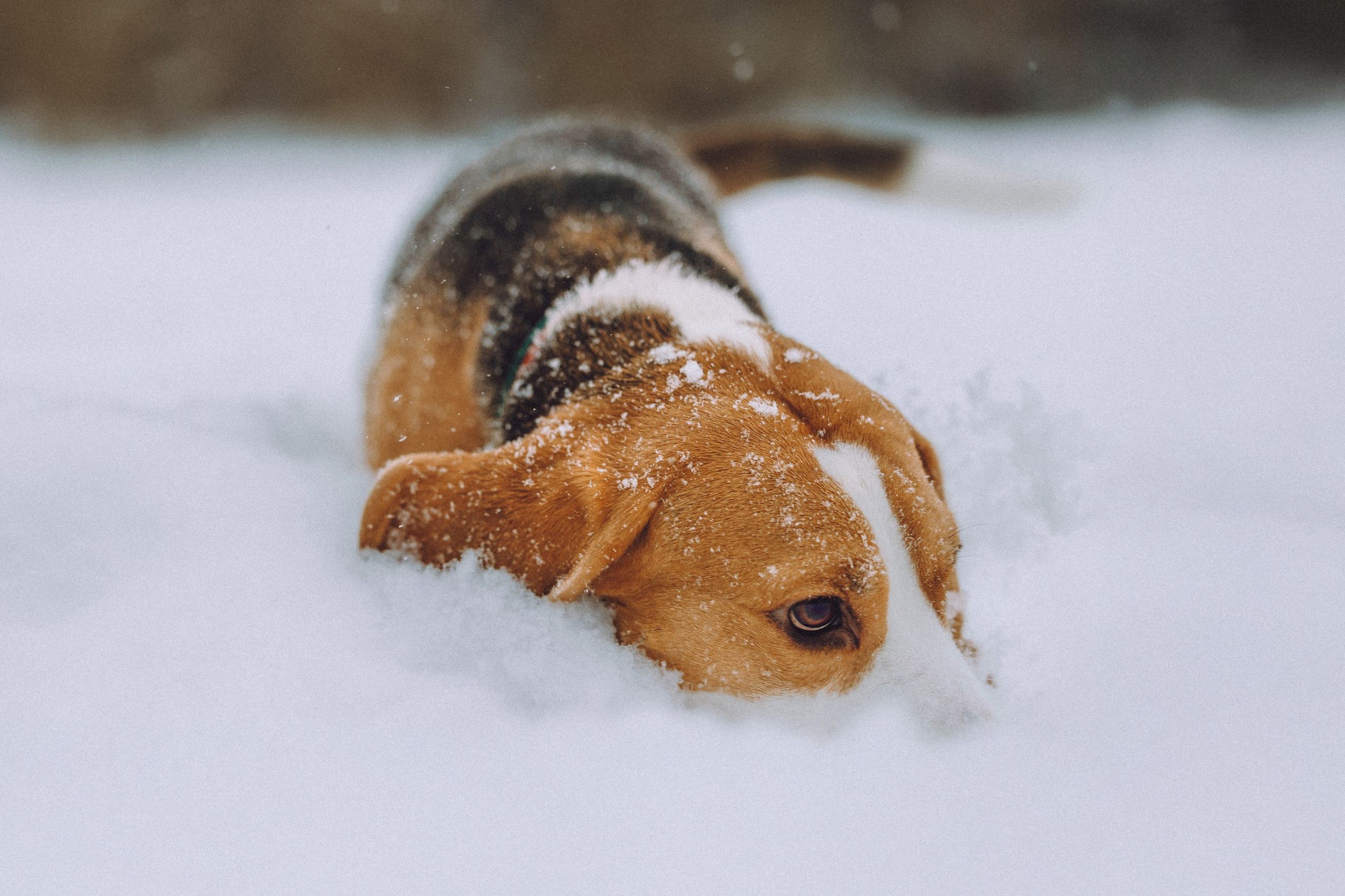 Роман, Портер и Коррес