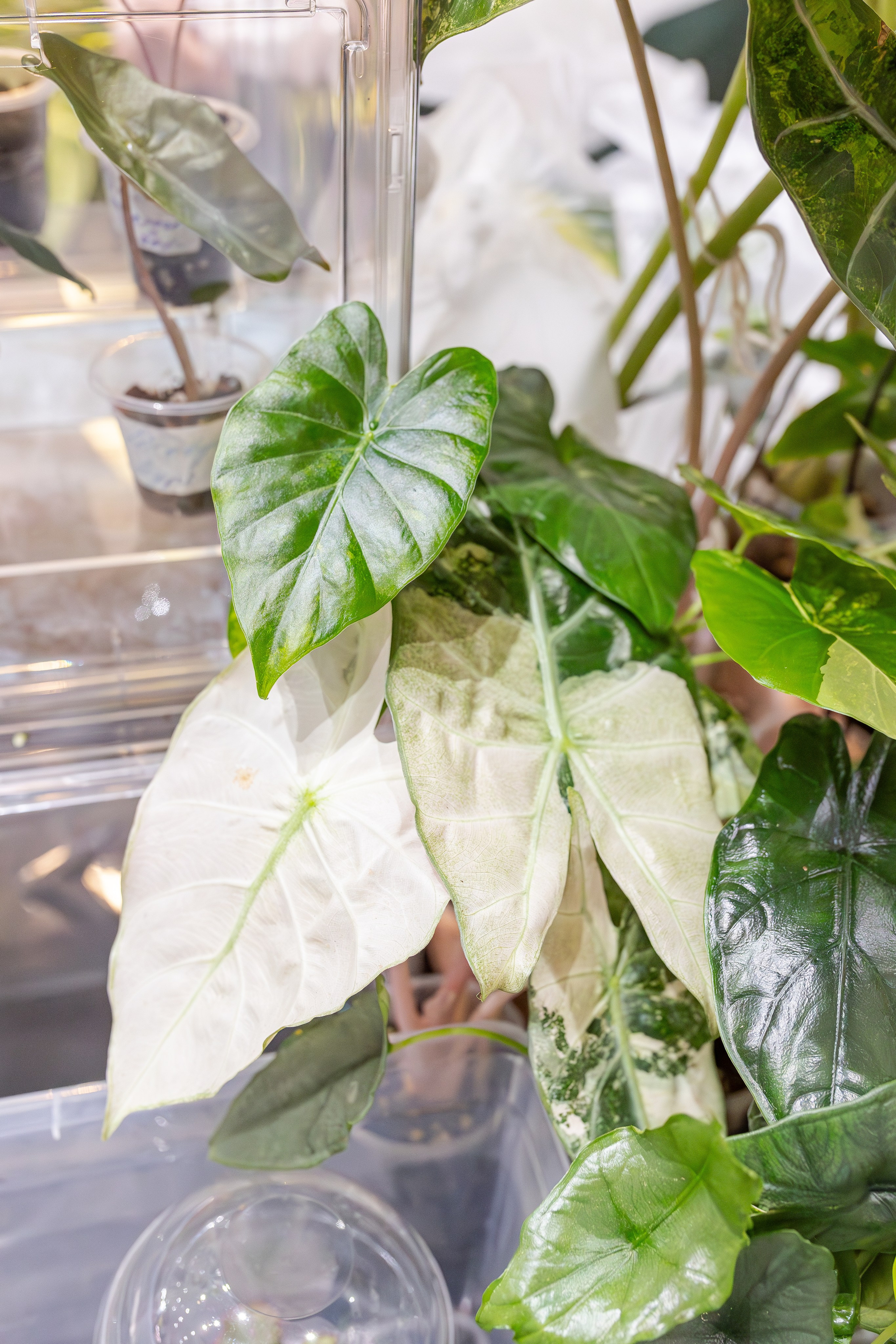 Монстериум апрель 2026. Александра Куликова фотограф, Москва