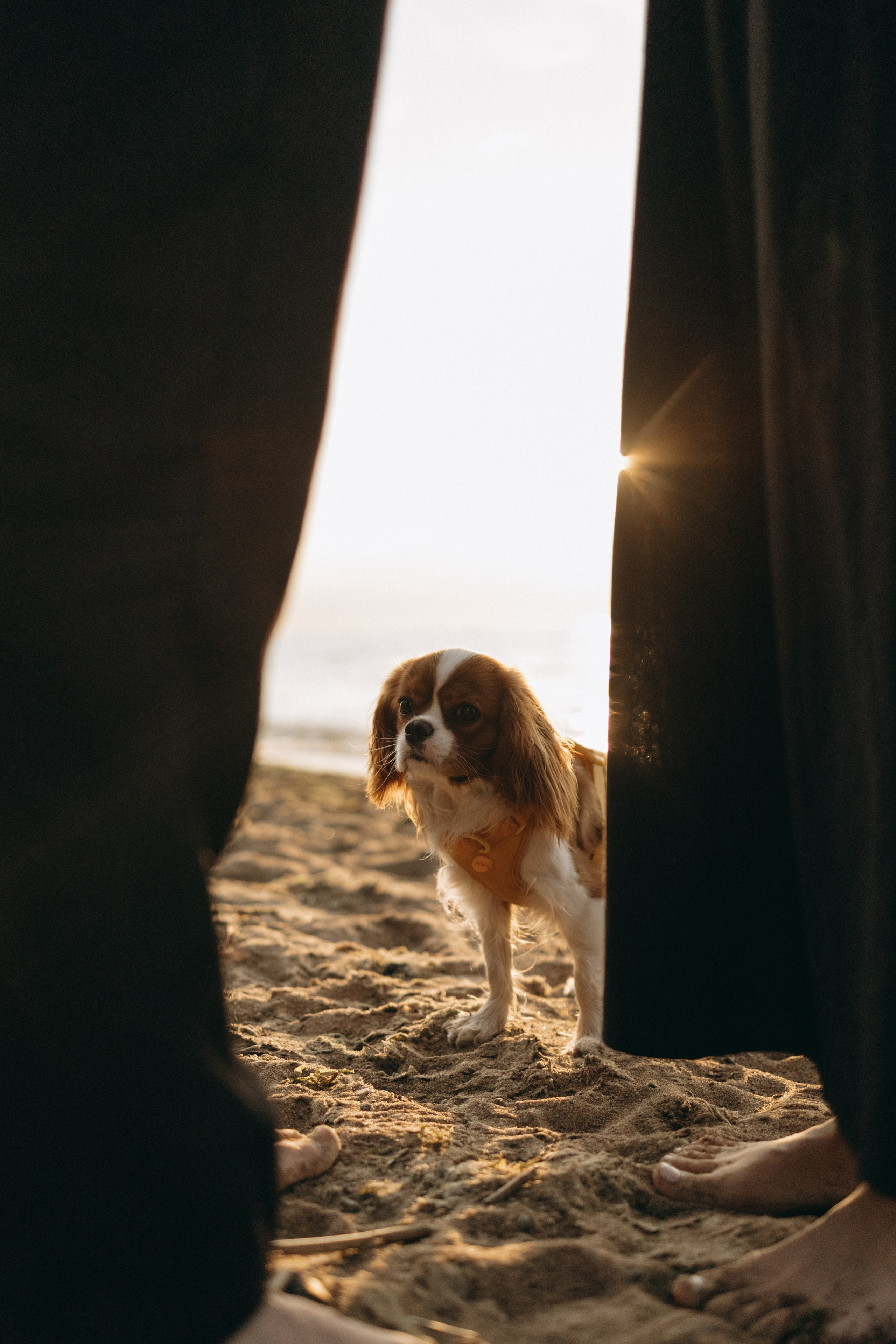 Лу и его семья. Фотограф — Анималист | Санкт-Петербург