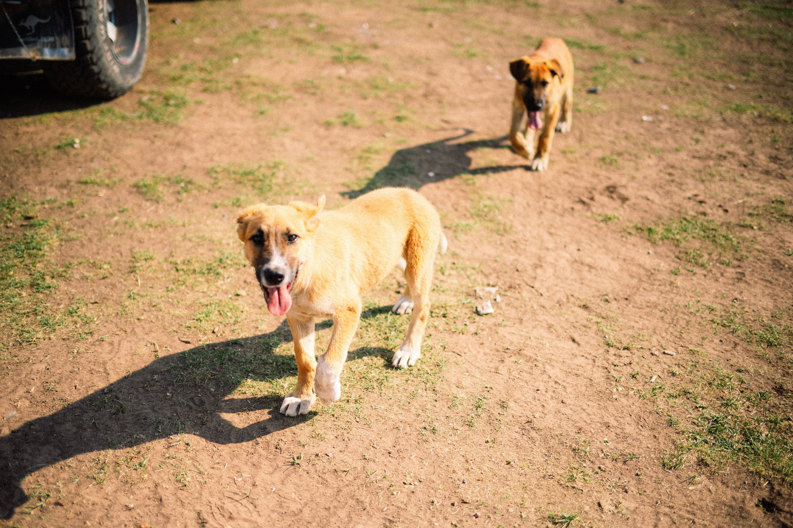 Плато Ассы: июль 2025. Фотограф в Алматы — Дарья Фёдорова