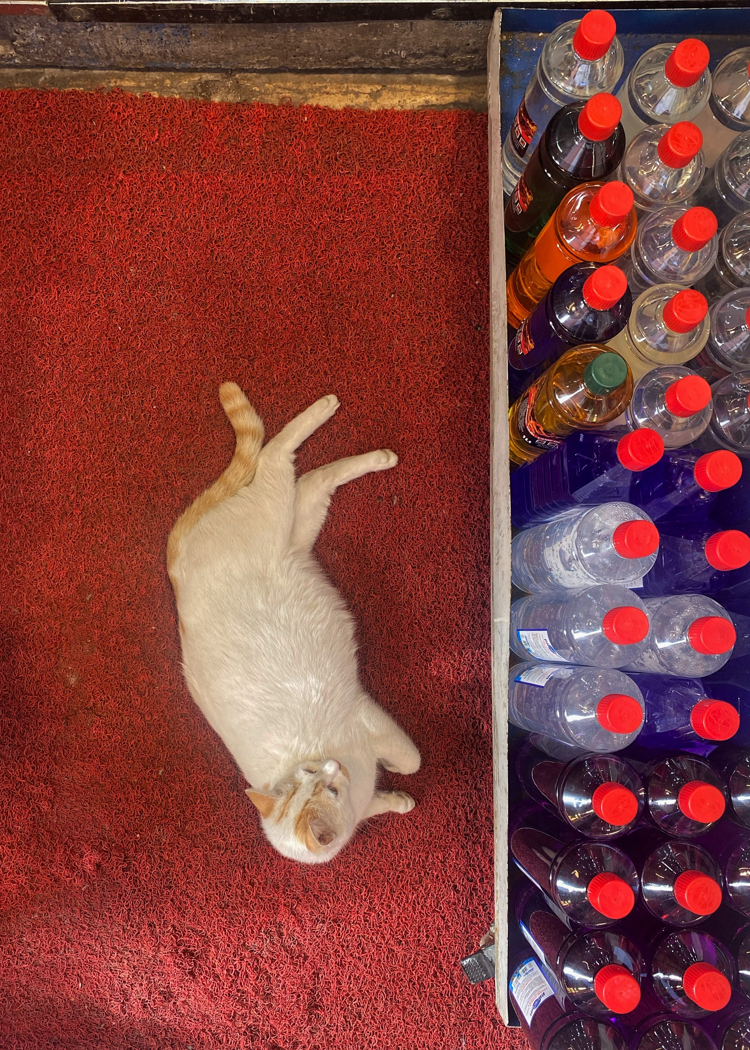 2025 год. Тащилин Сергей. Фотографии. Жизнь. Хобби