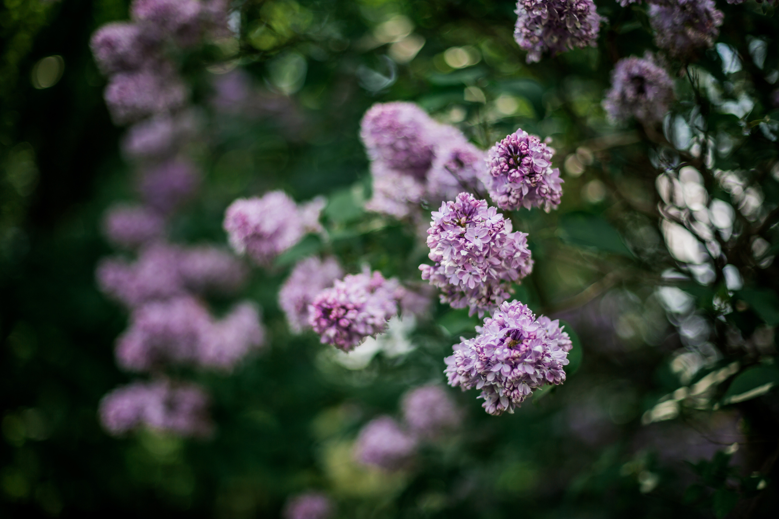 Цветение. Семейный фотограф Николаева Ольга