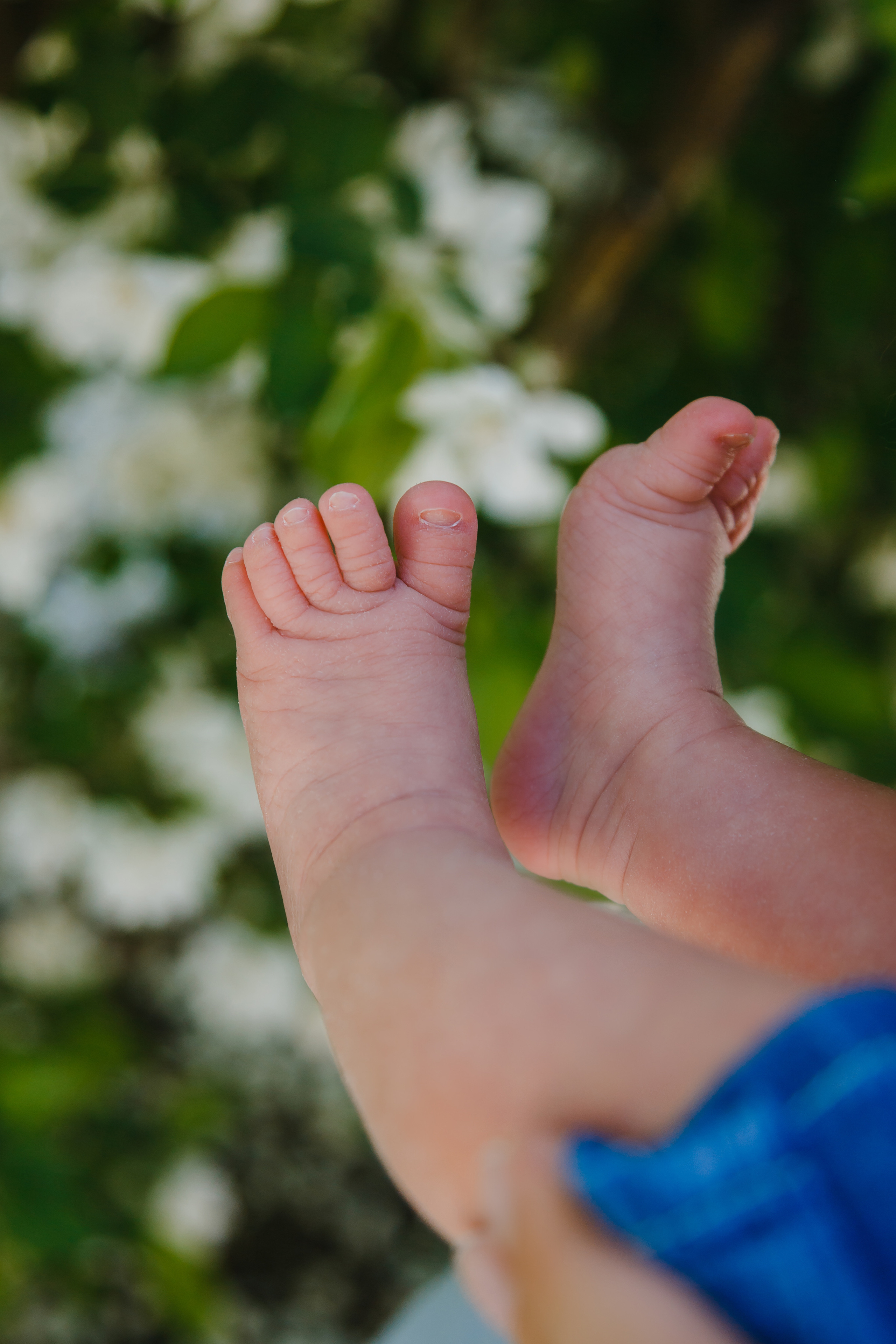 Цветение. Семейный фотограф Николаева Ольга
