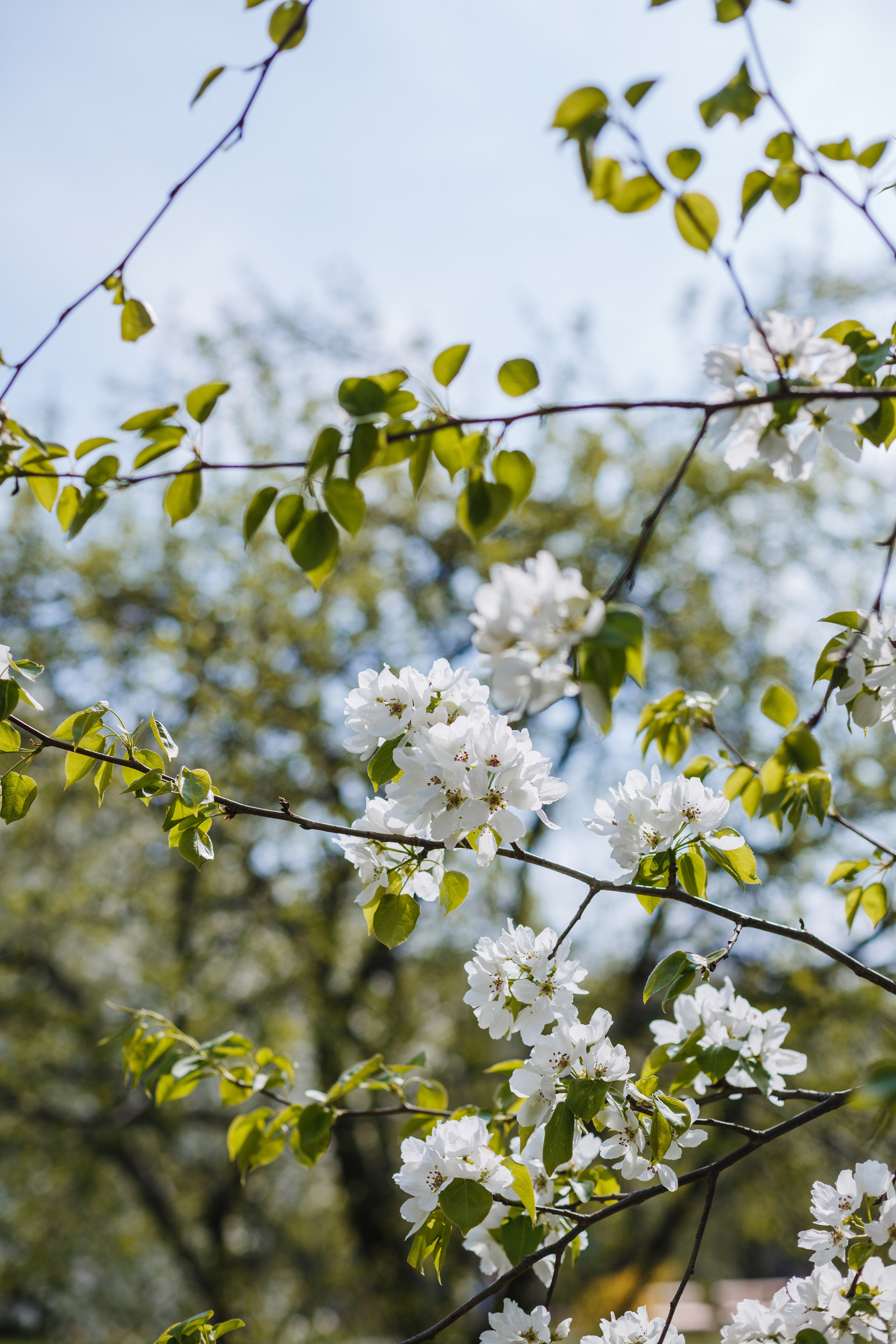 Цветение. Семейный фотограф Николаева Ольга