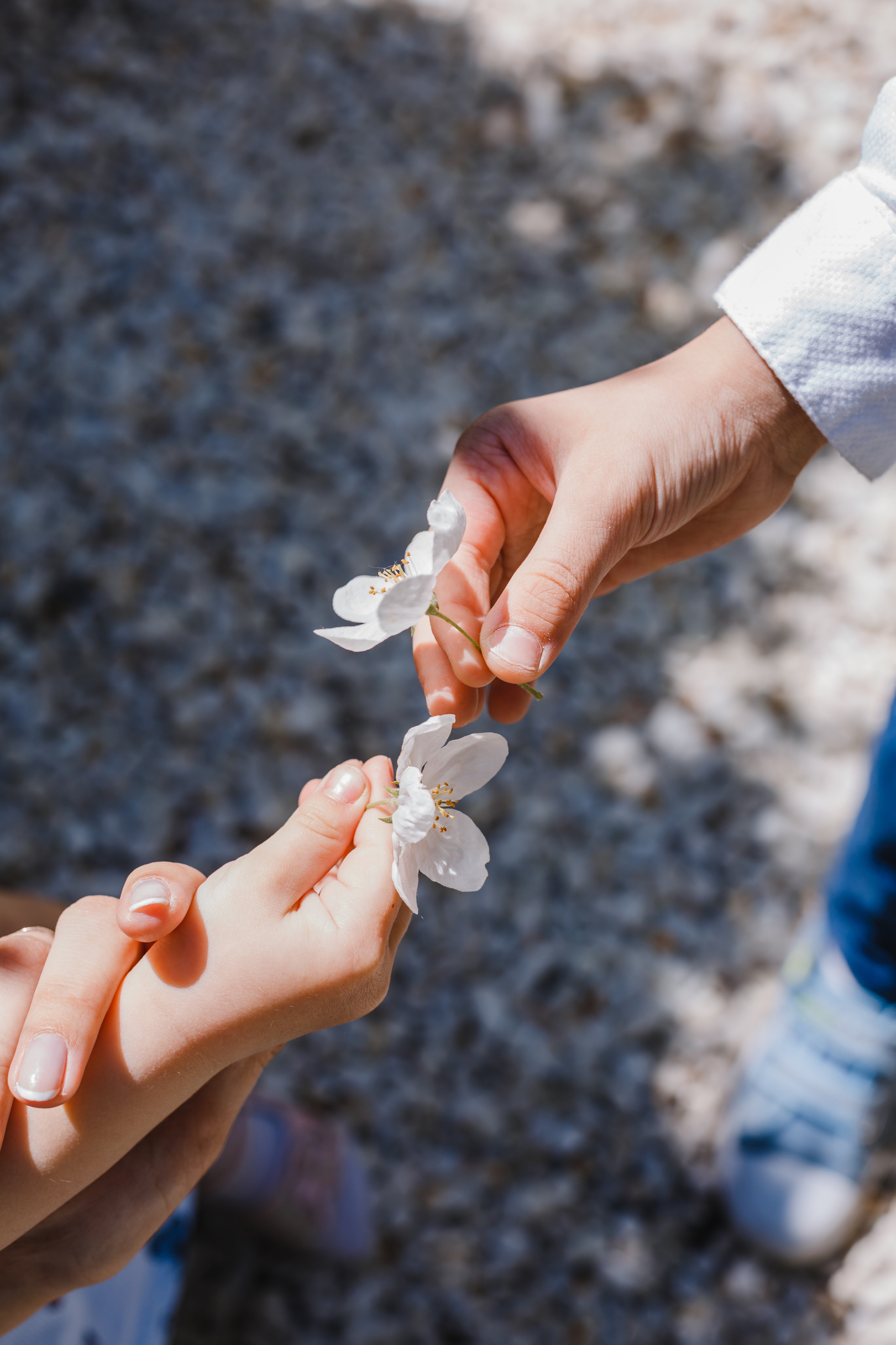 Цветение. Семейный фотограф Николаева Ольга