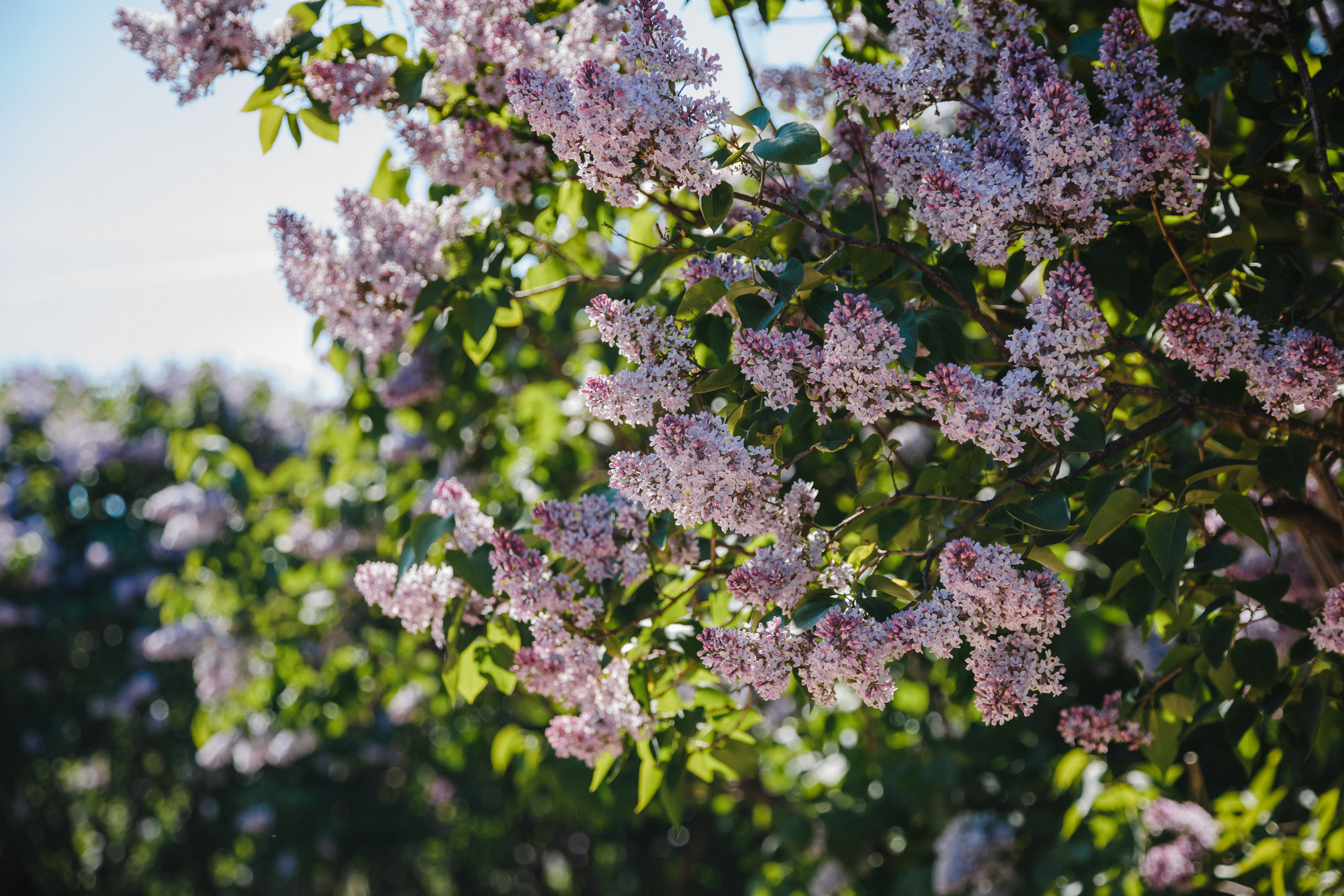 Цветение. Семейный фотограф Николаева Ольга