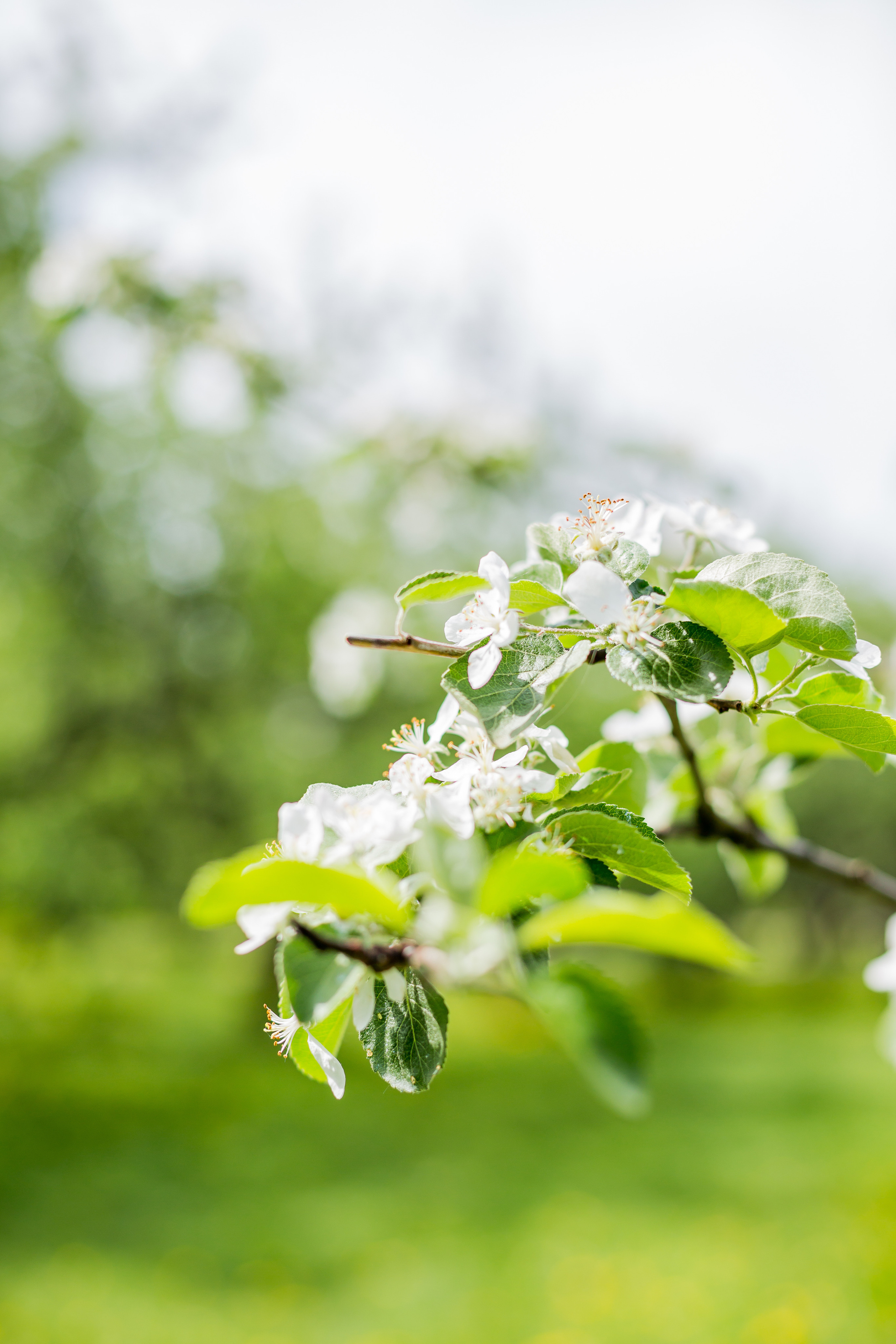 Цветение. Семейный фотограф Николаева Ольга