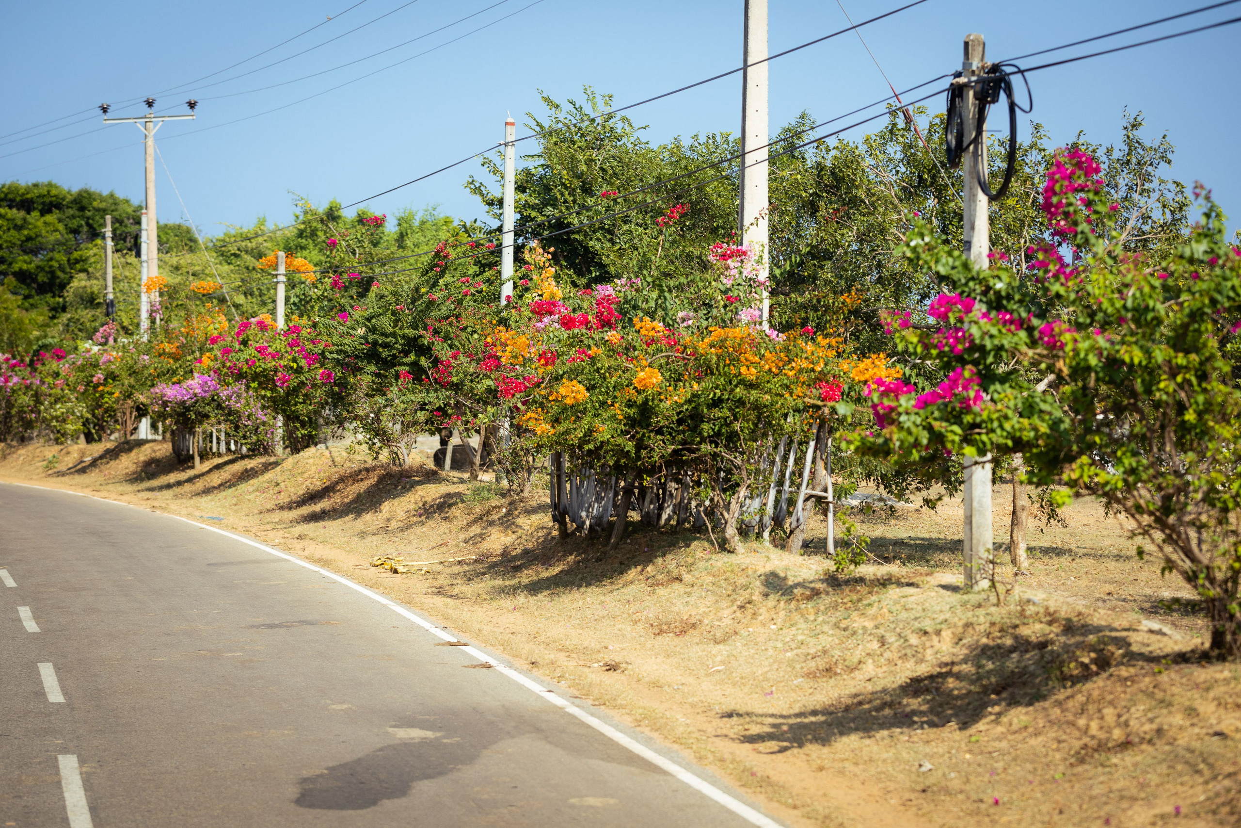 Шри-Ланка (весна 2024). Фотограф Виноградов Константин