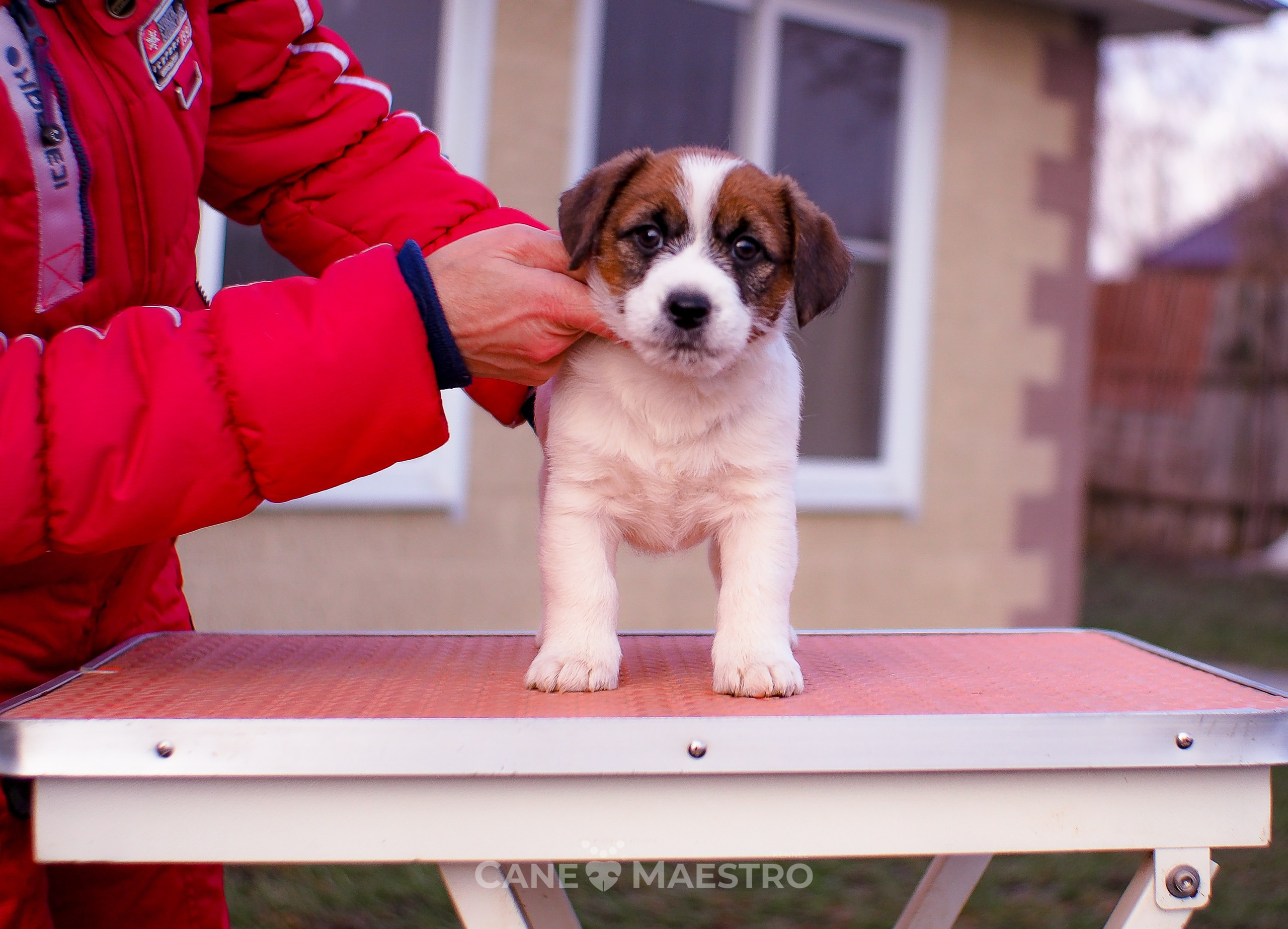 Мальчик 2. Кобель бело-рыжий. Джек рассел терьер щенок. КАНЕ МАЭСТРО — питомник Джек рассел терьеров