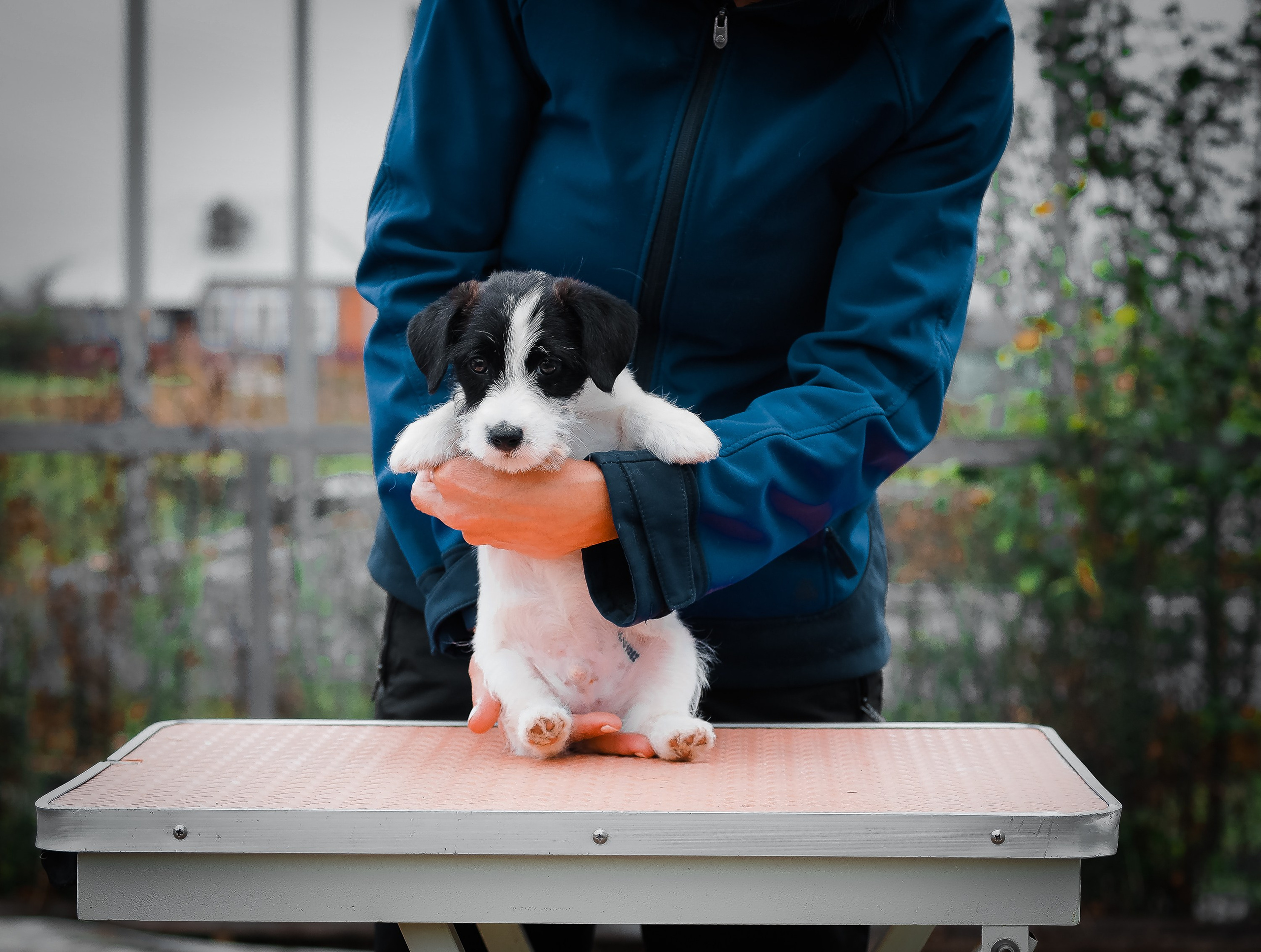 X_КОБЛ_4_БЕЛ_ЧЕРН. CANE MAESTRO — kennel Jack Russell Terrier