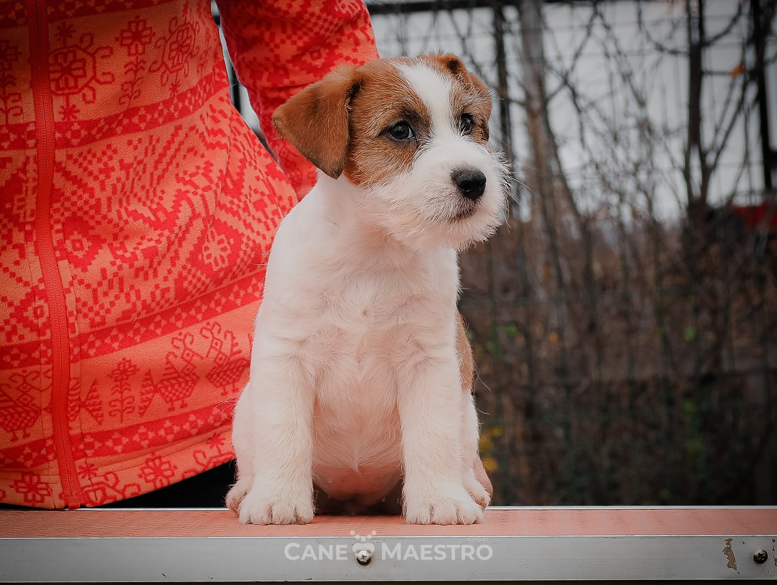Сука2_БР_27_08_25. CANE MAESTRO — kennel Jack Russell Terrier
