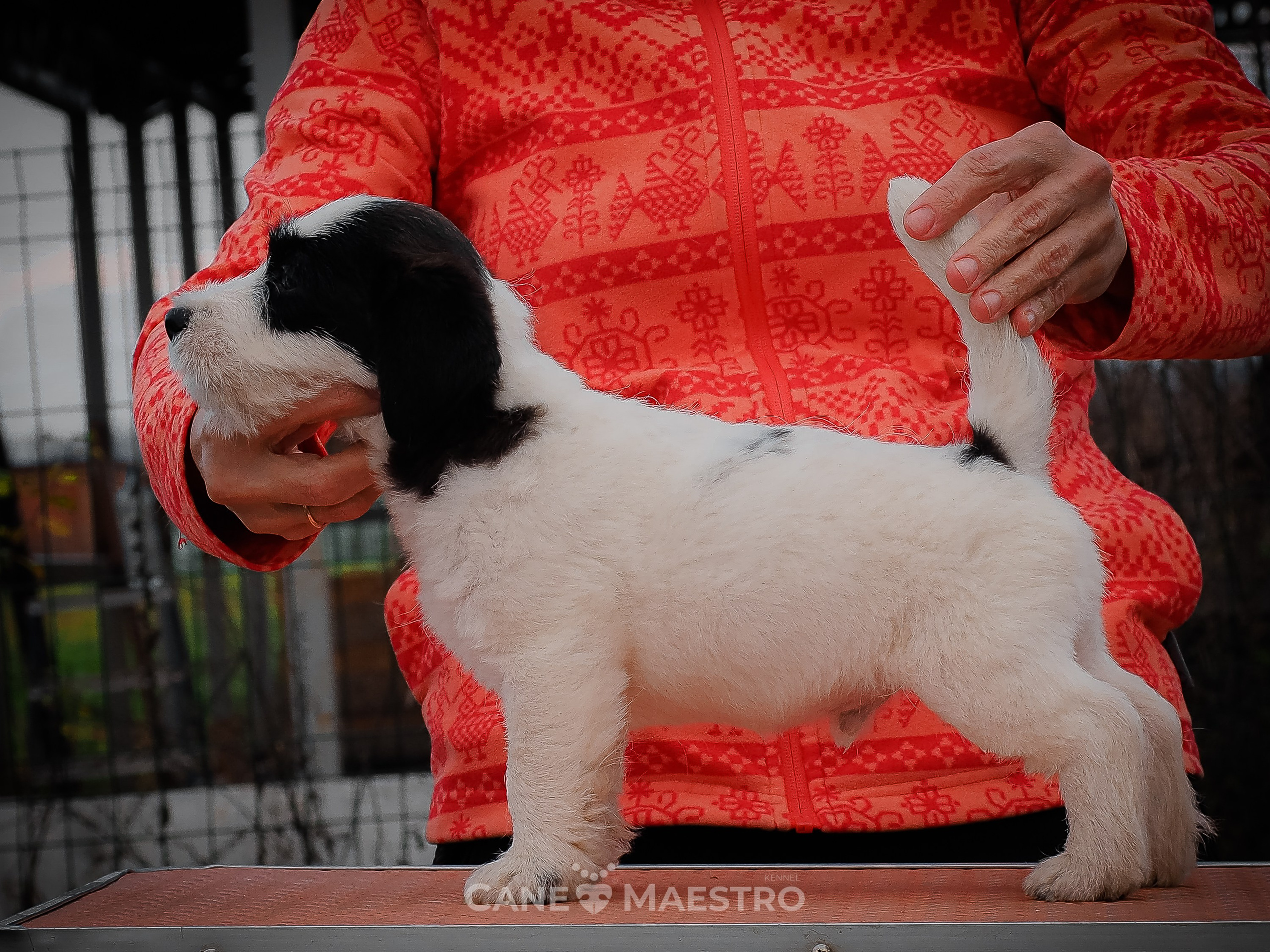 КОБZ_4_ЧБ_27_08_25. КАНЕ МАЭСТРО — питомник Джек рассел терьеров