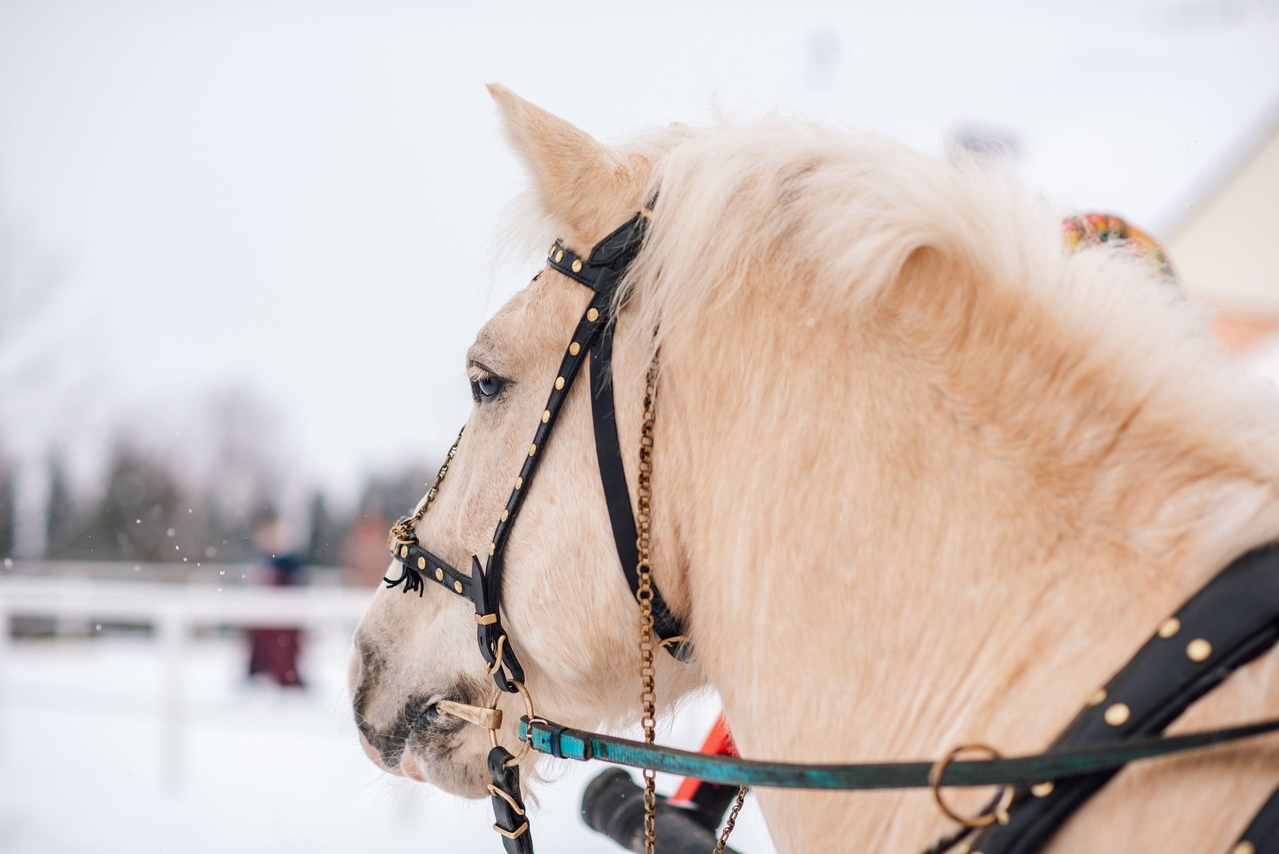 Зимняя парфорсная охота. Фотограф Диана Вальтер