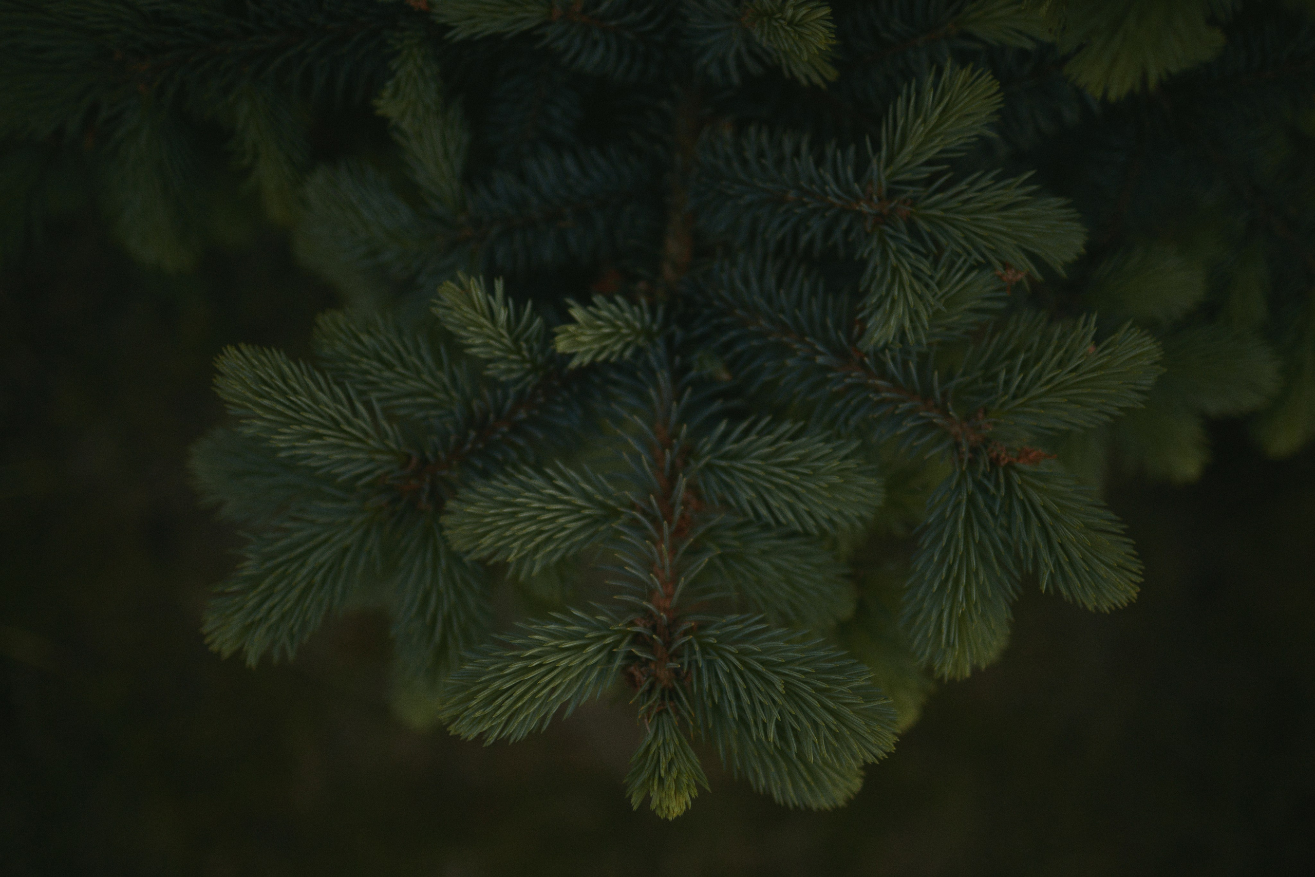 Индивидуальная фотосессия. Фотограф и видеограф в Кургане Леонид Корнильев