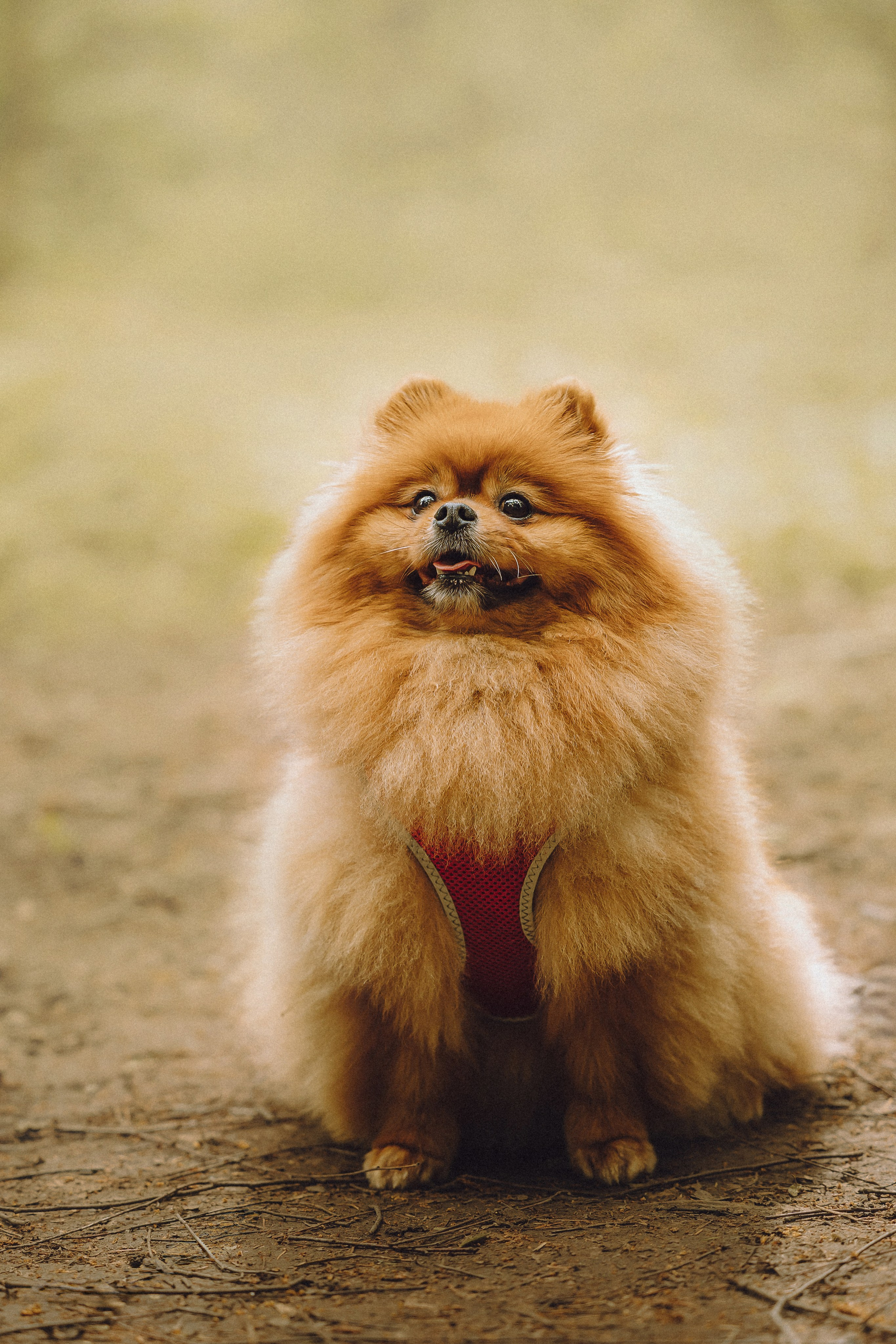 Лорик и его семья