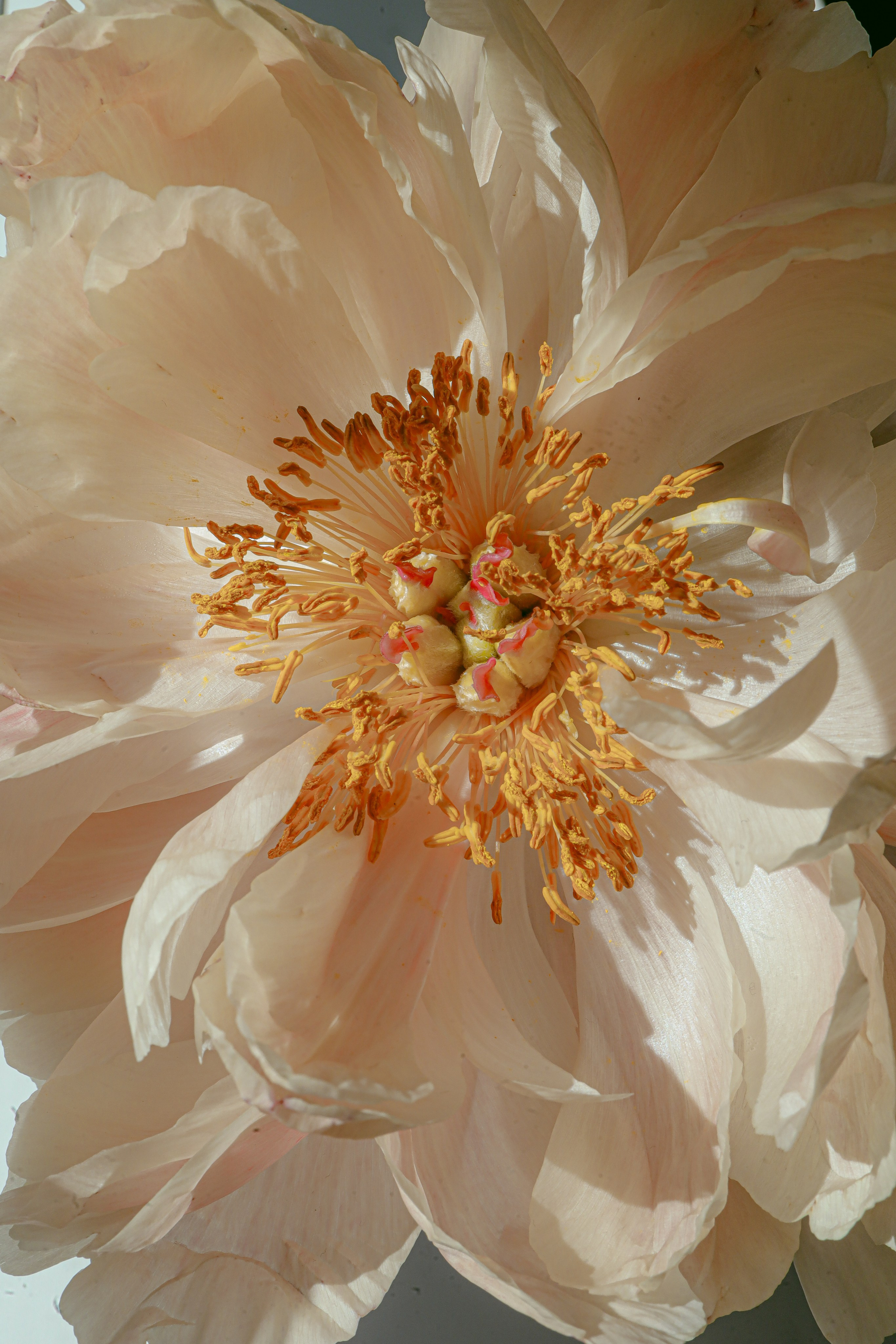 Природа &. Фотохудожник в СПб