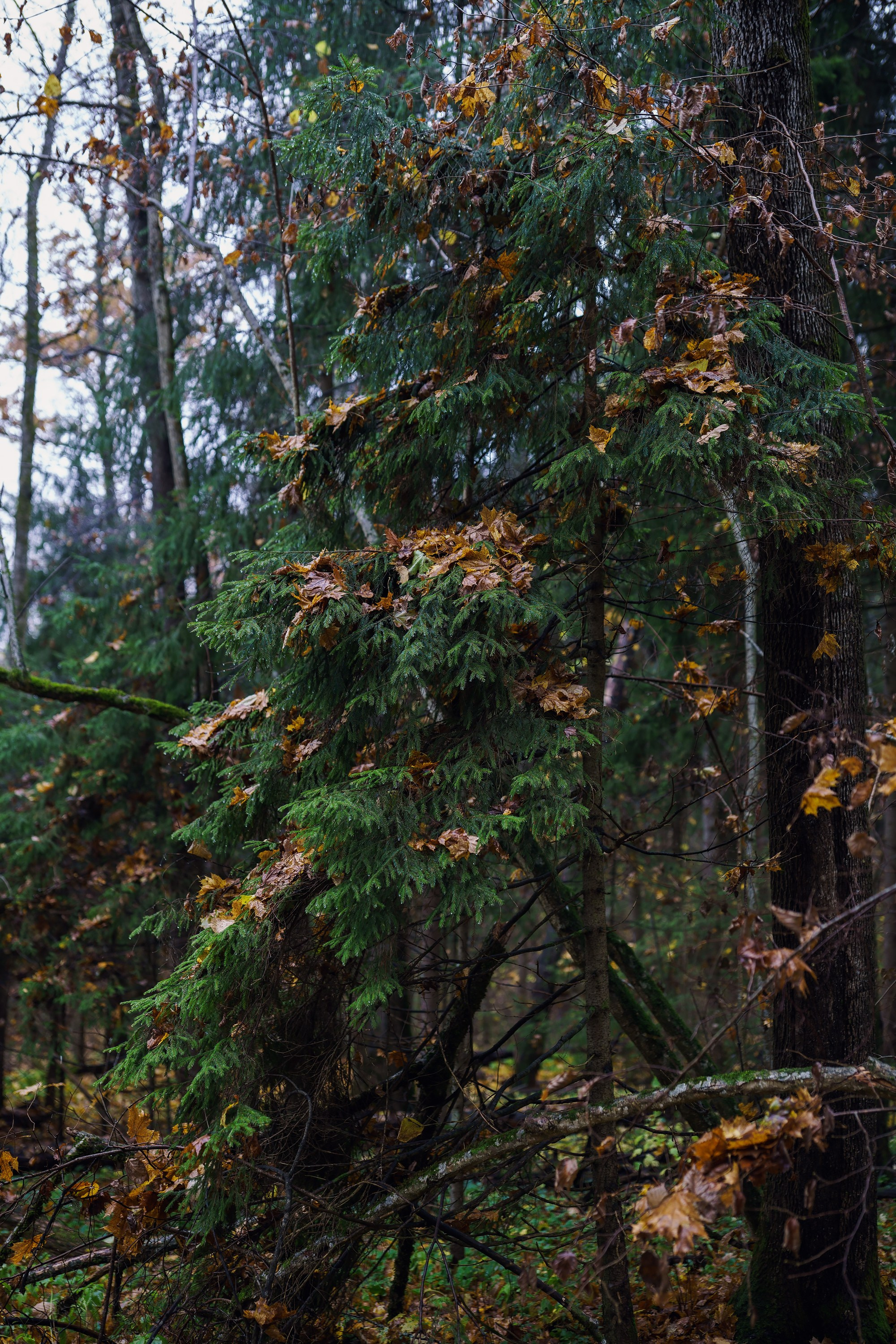 Фотографии Трейл Кутузов 2025. Фотограф спортивные события, недвижимость, турбизнес