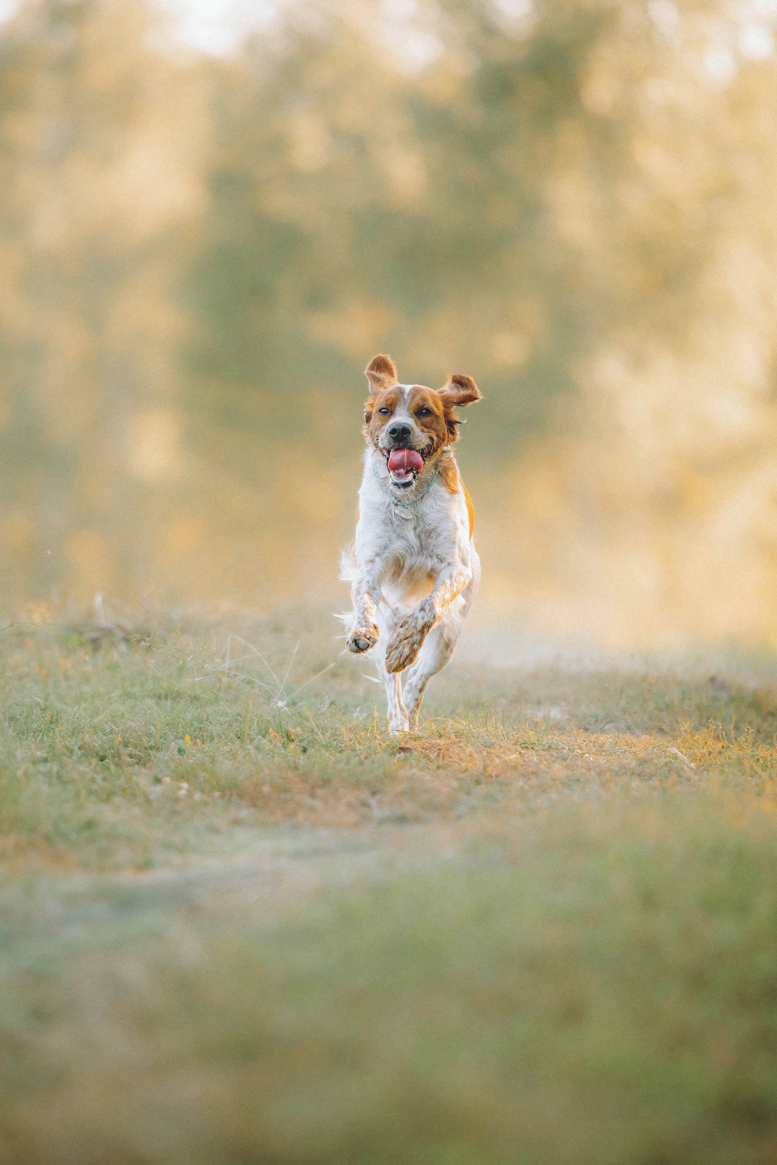 Камри и Пафи