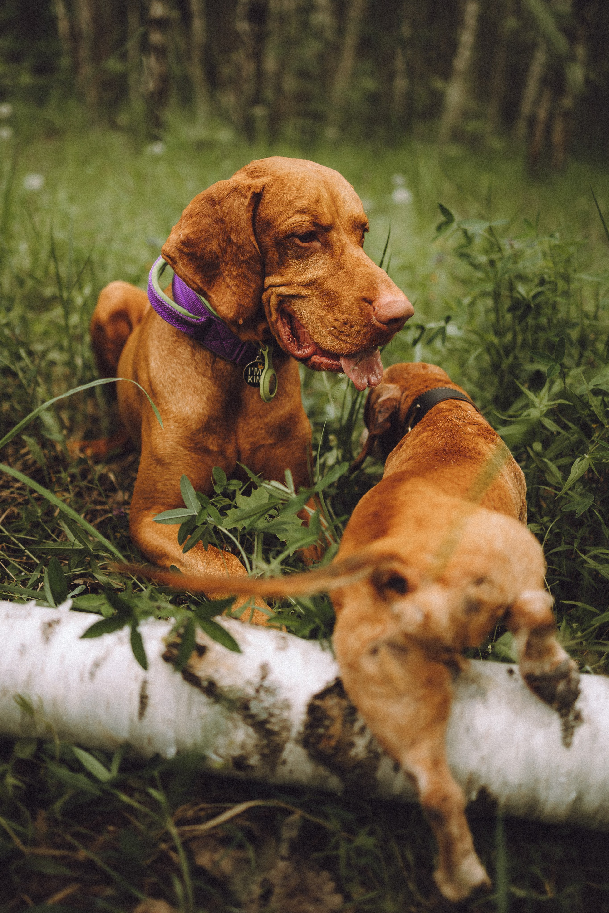 Груша, Данни, Фунтик и их семья