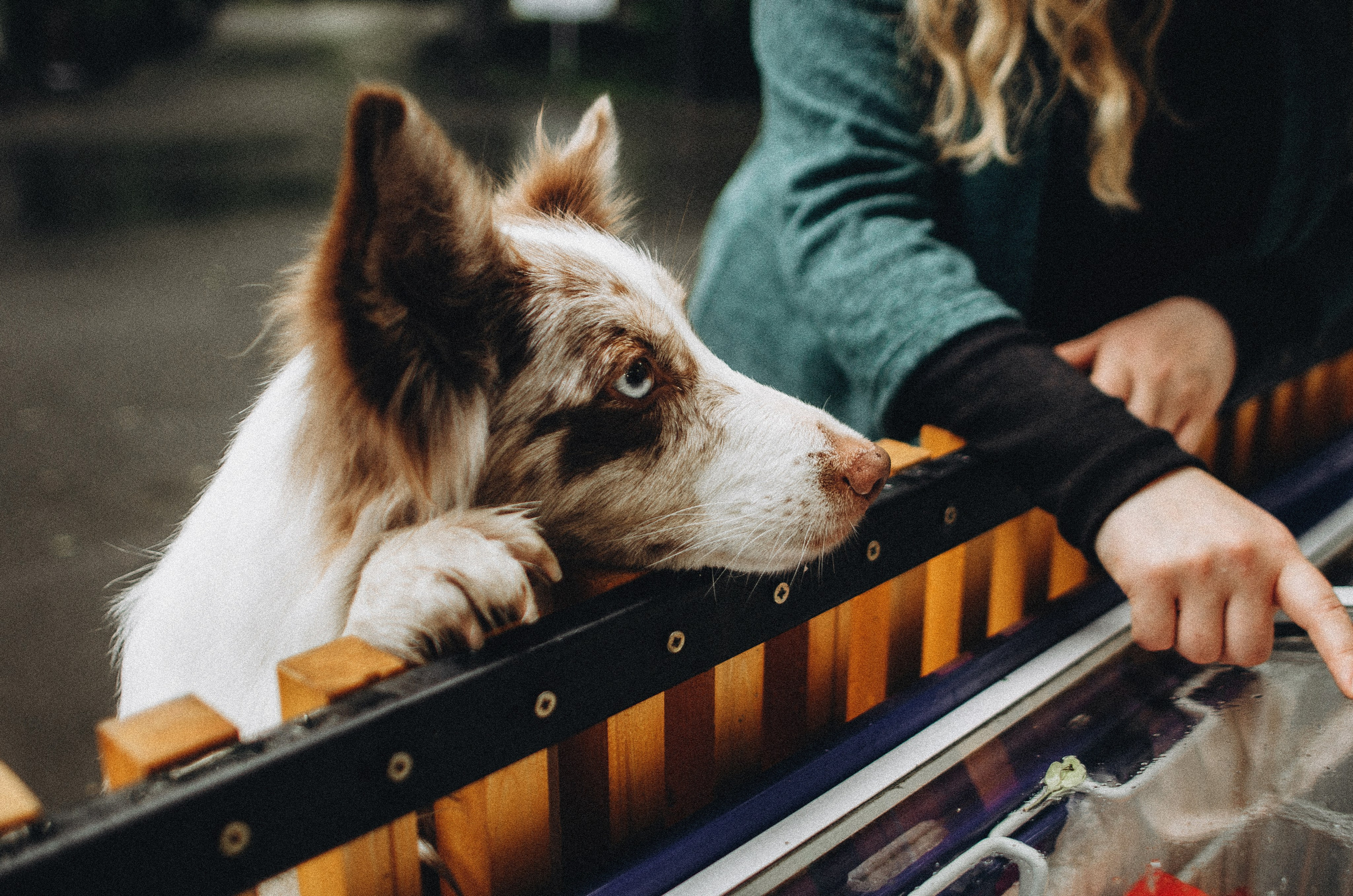 Алина и Бруна. Фотограф-анималист Богданова Полина